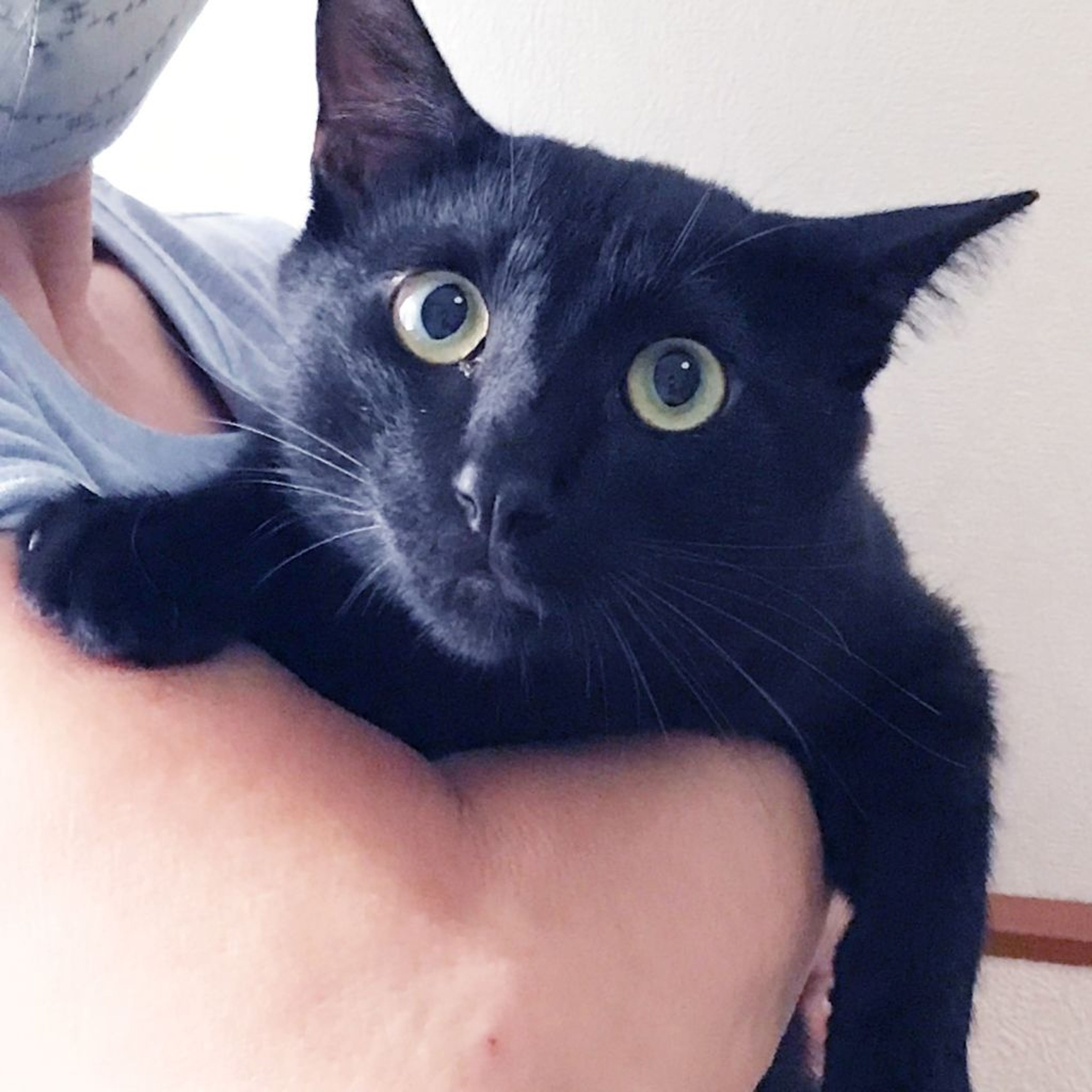 pet-image-9