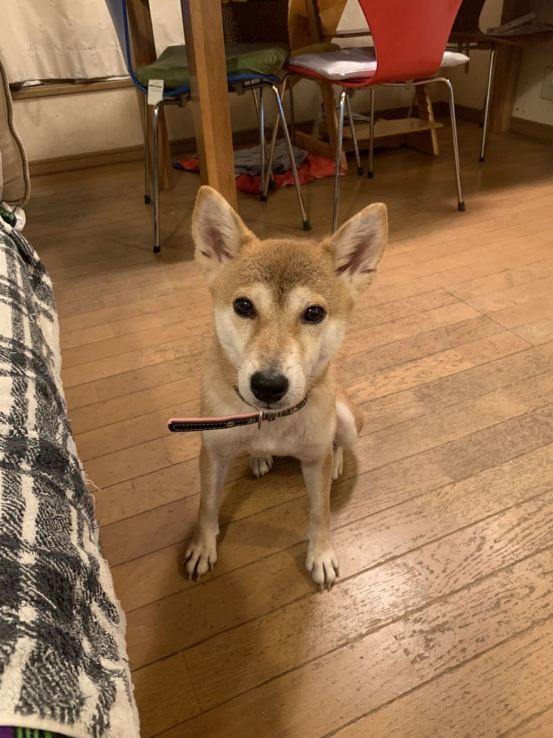 柴犬・メスの里親募集の写真