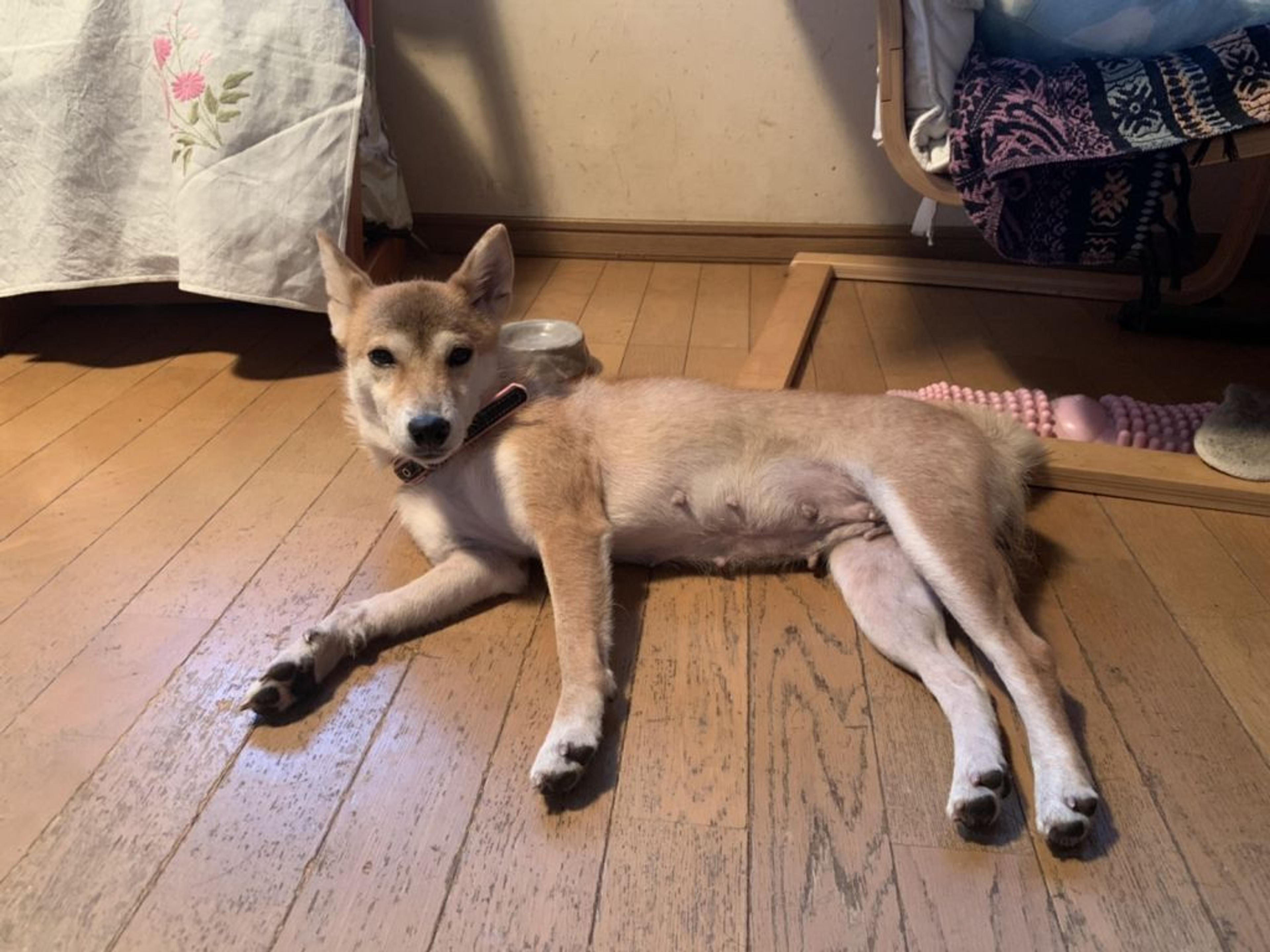 pet-image-2