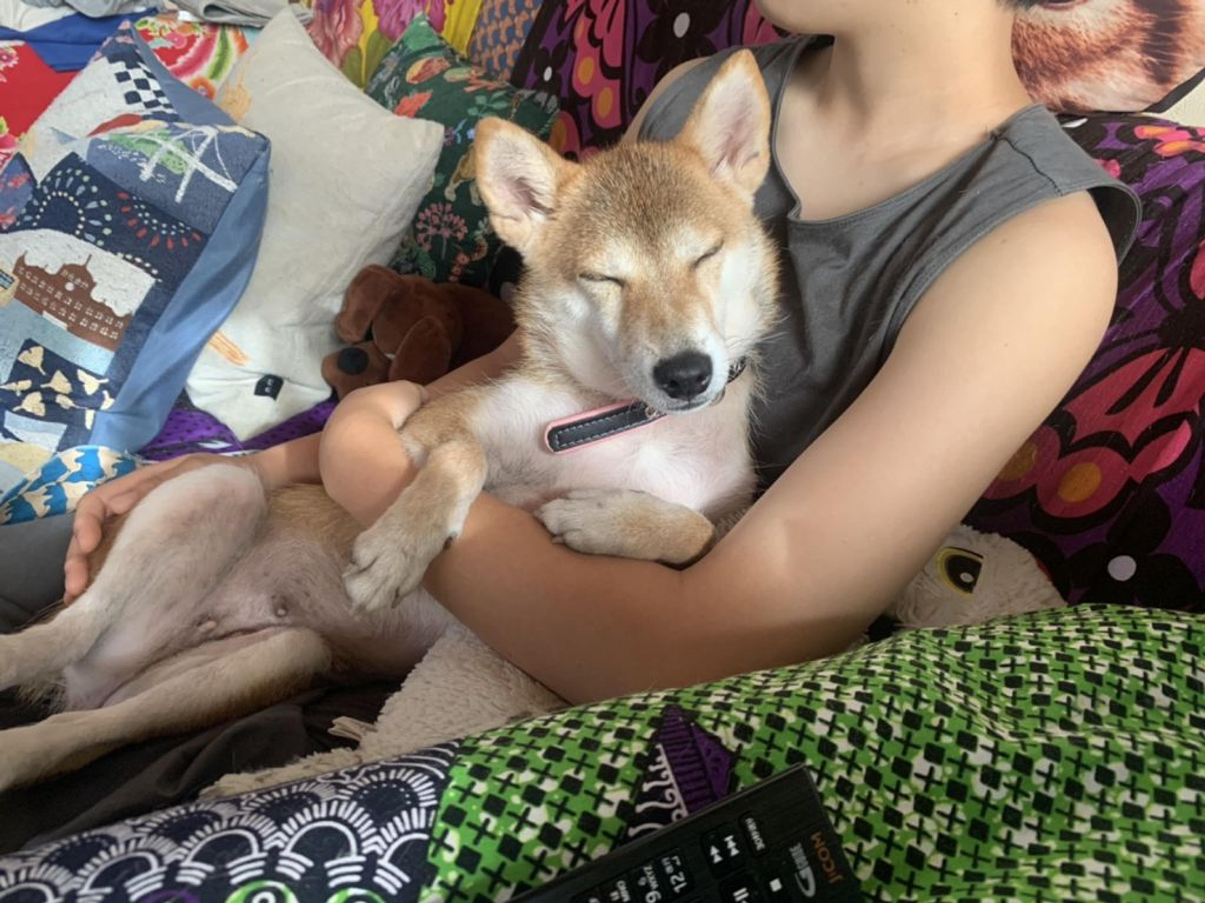 pet-image-3