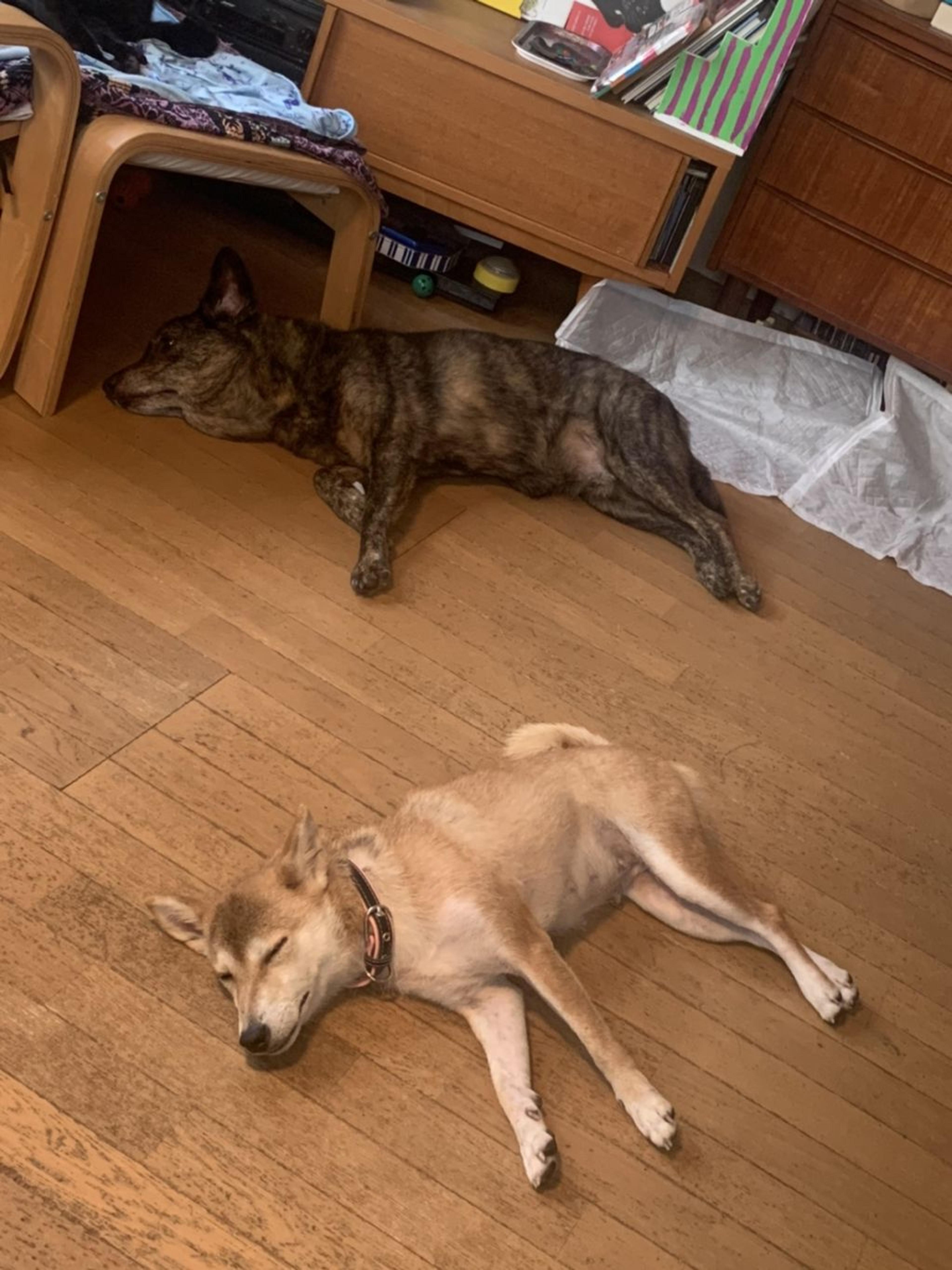 pet-image-4