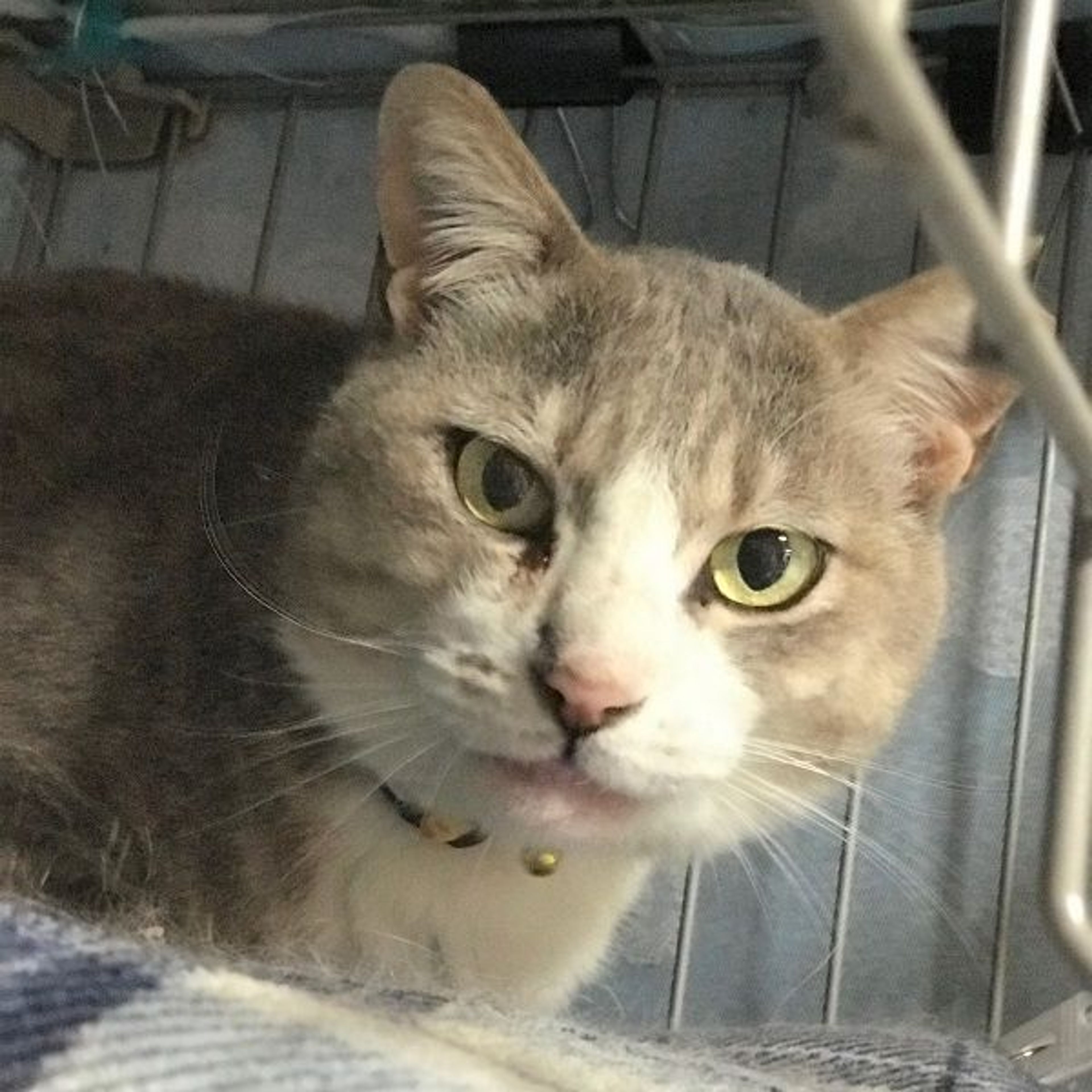 pet-image-2