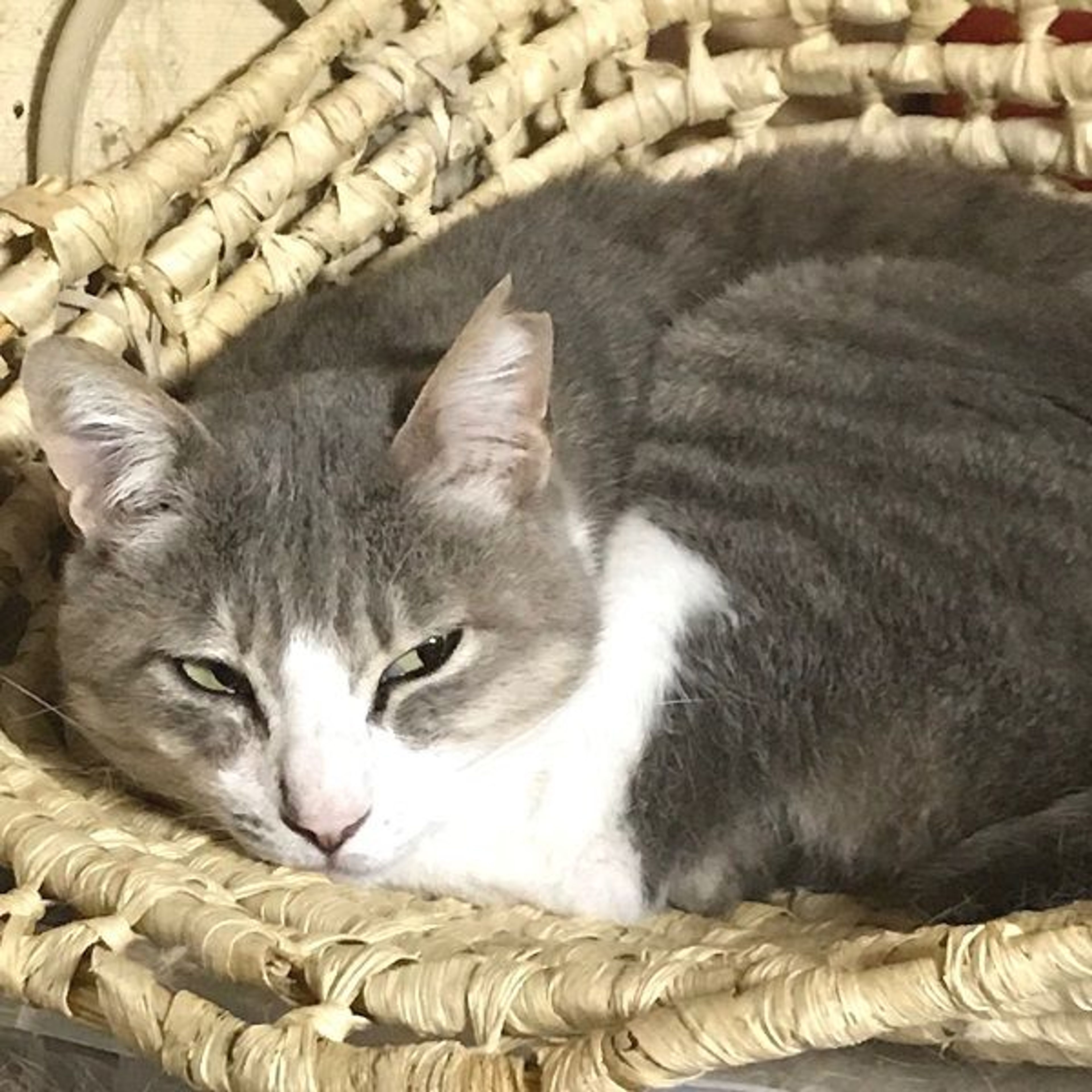 pet-image-3