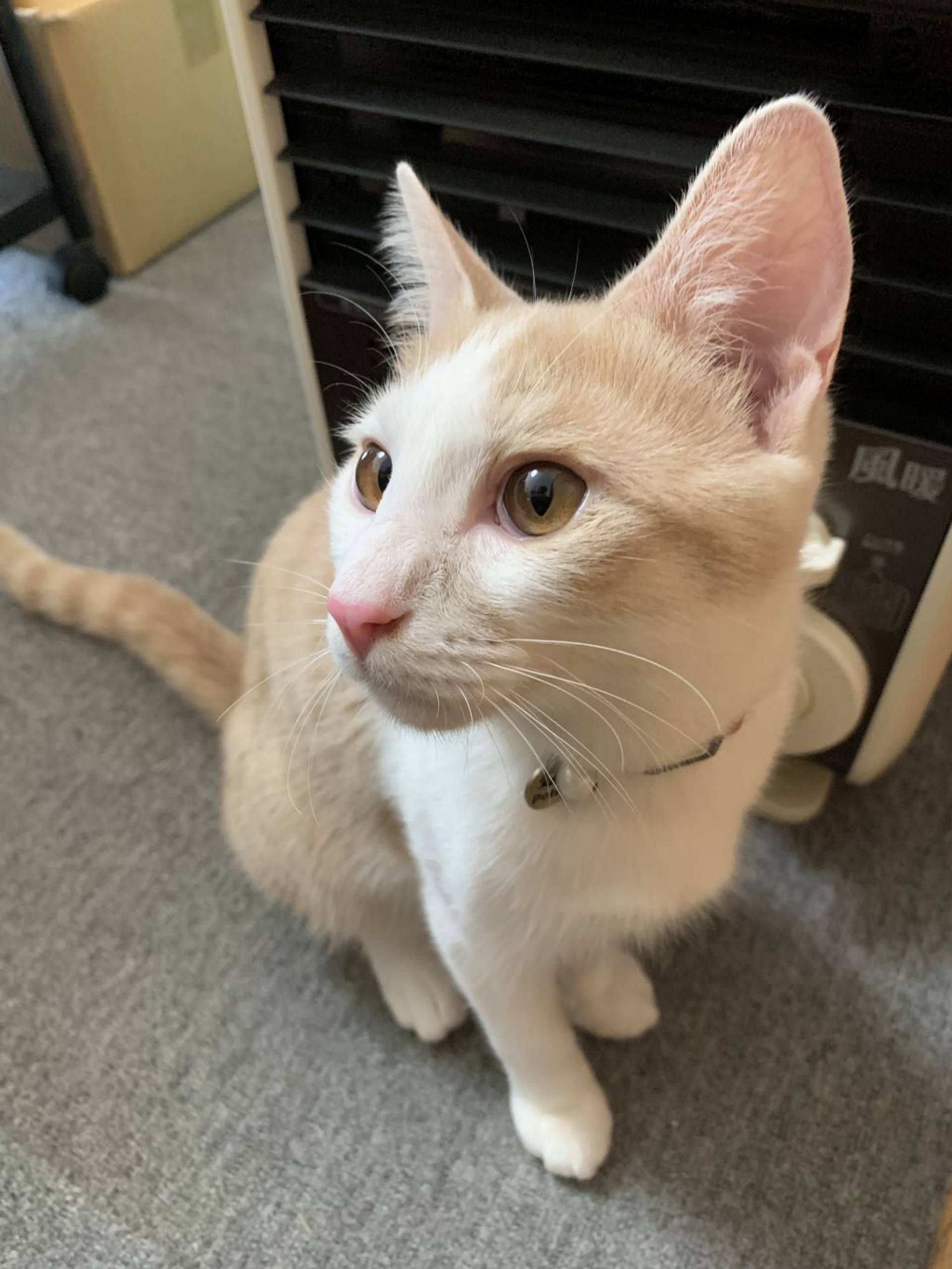 雑種（ミックス猫）・オスの里親募集の写真