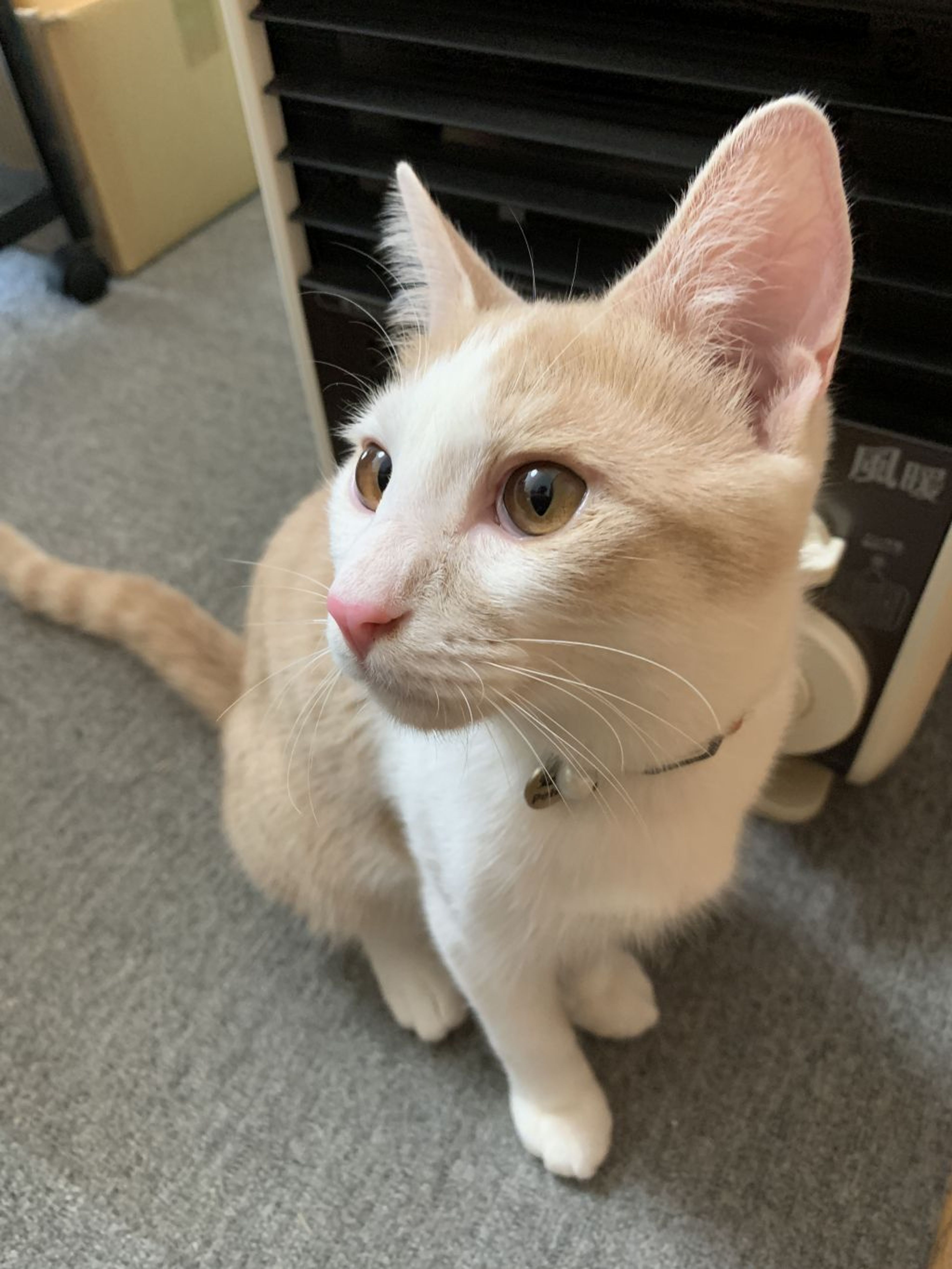 雑種（ミックス猫）・オスの里親募集の写真