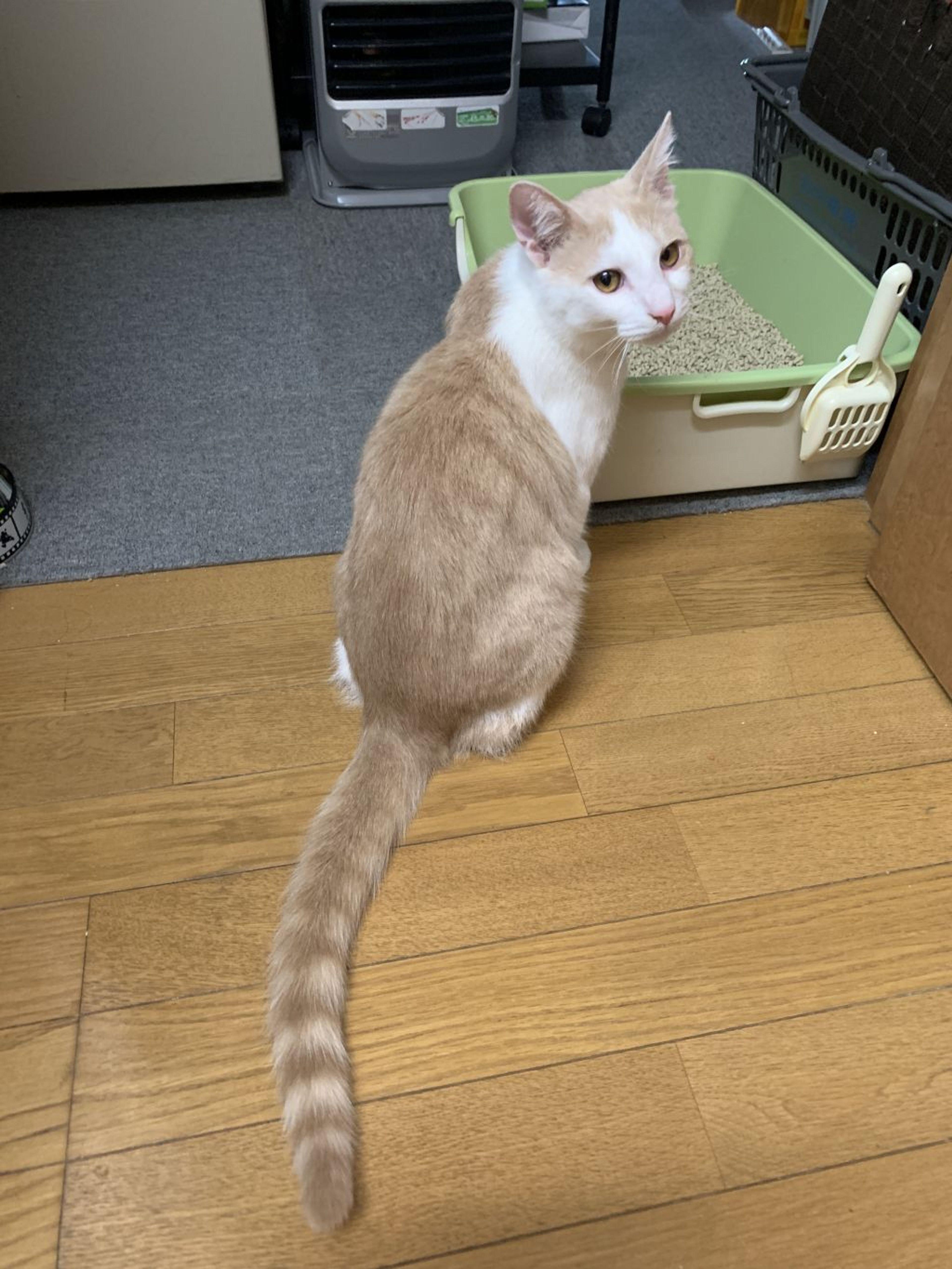 pet-image-3