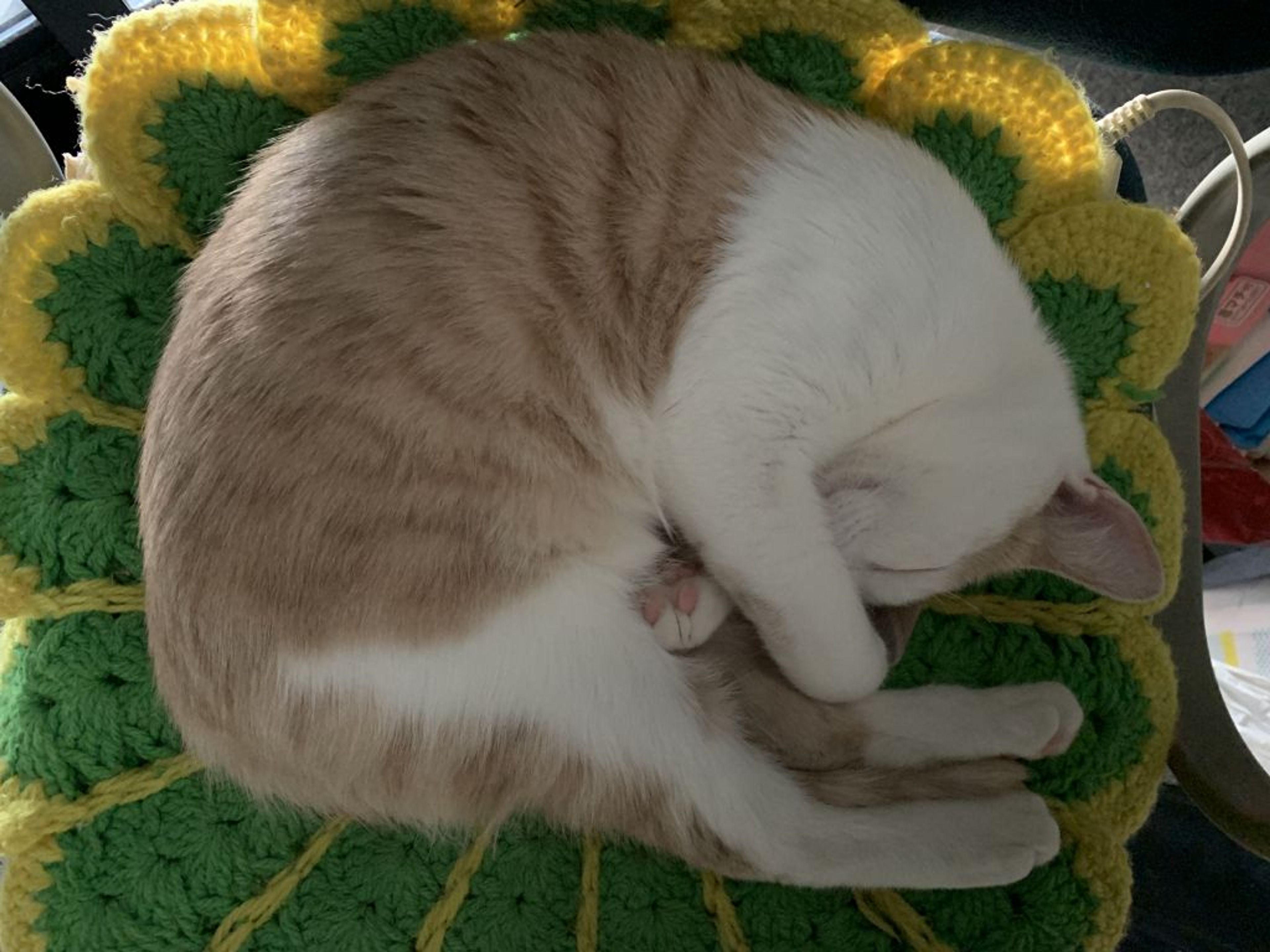 pet-image-5