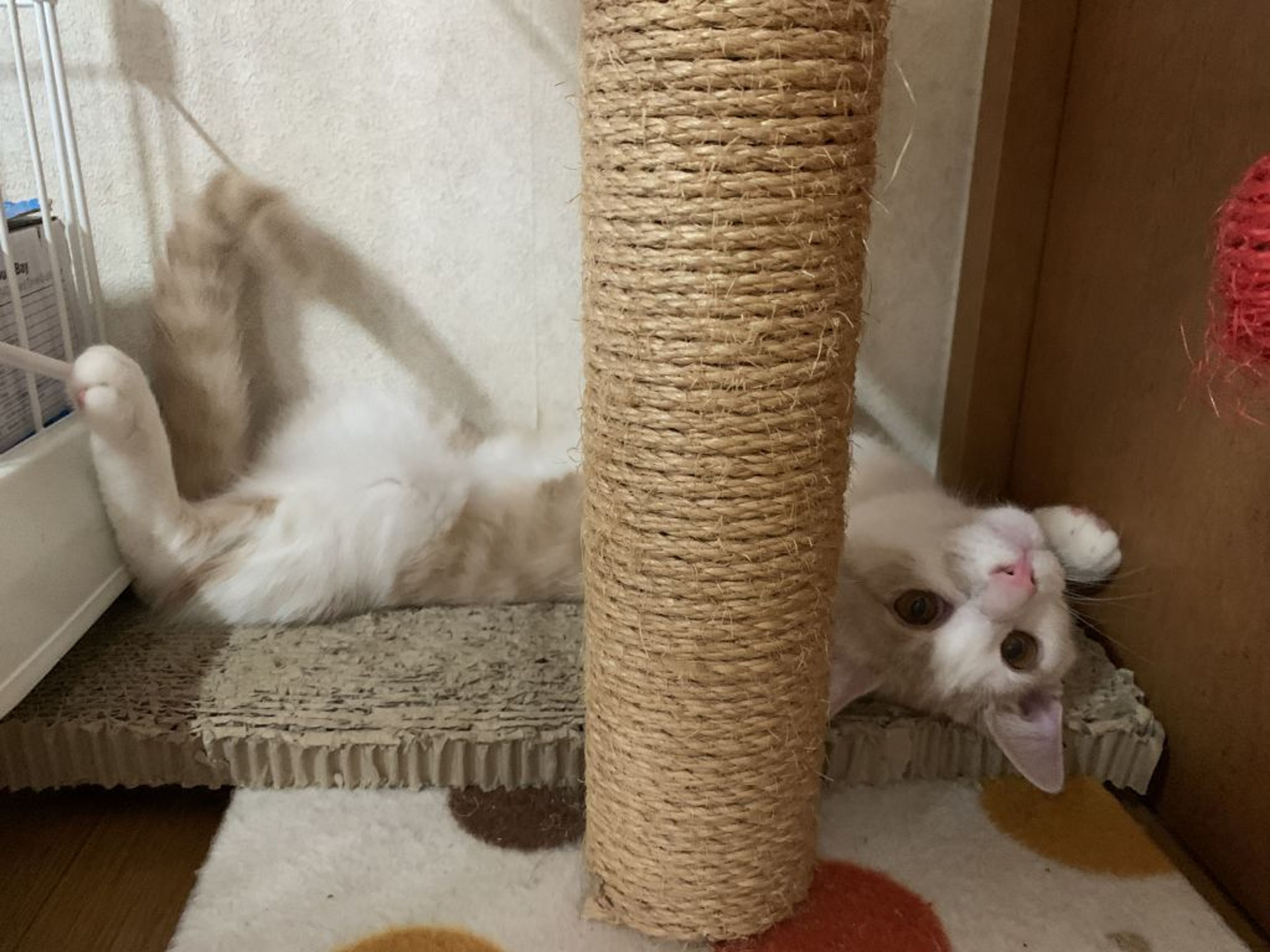 pet-image-6