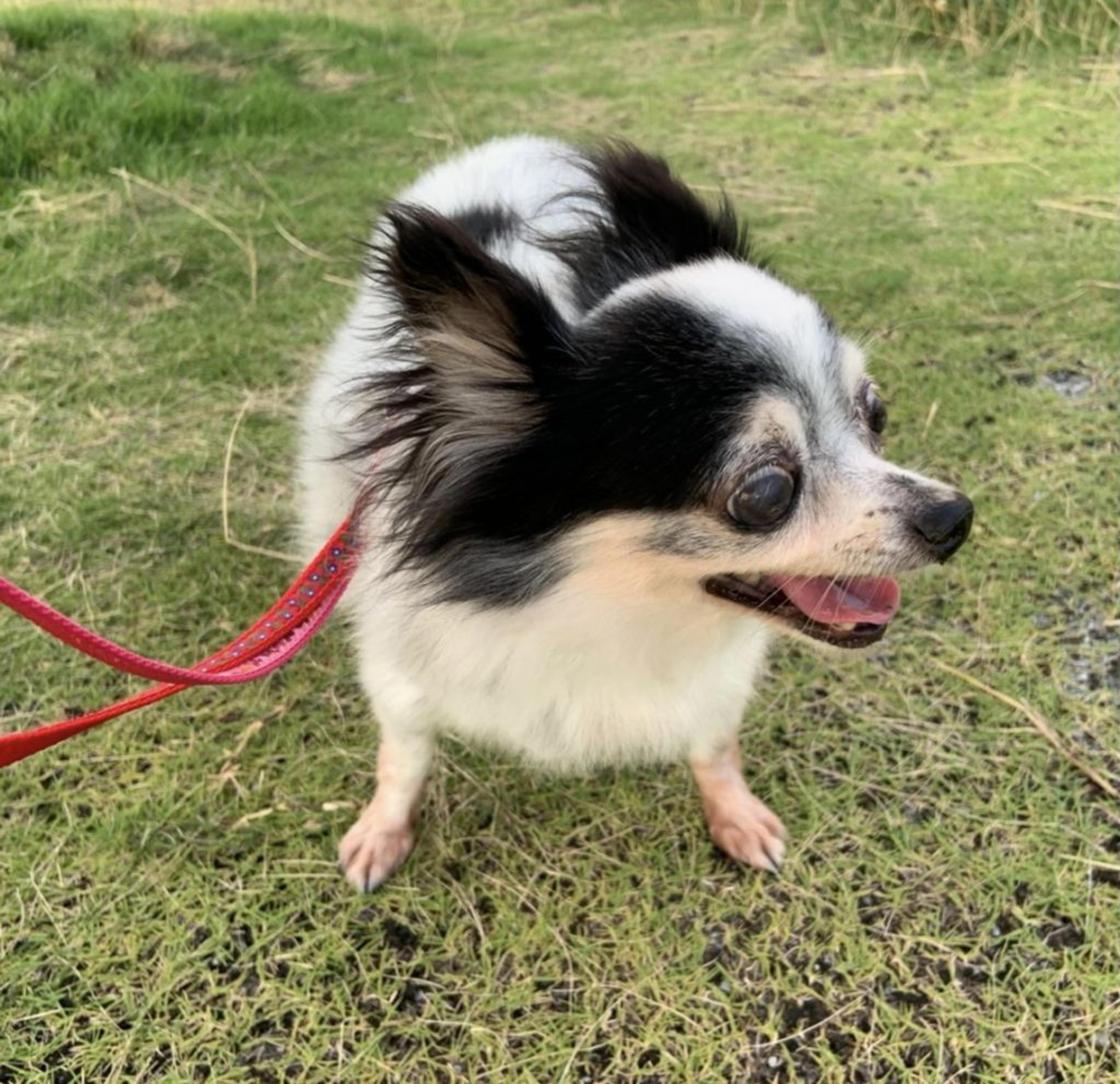 pet-image-2