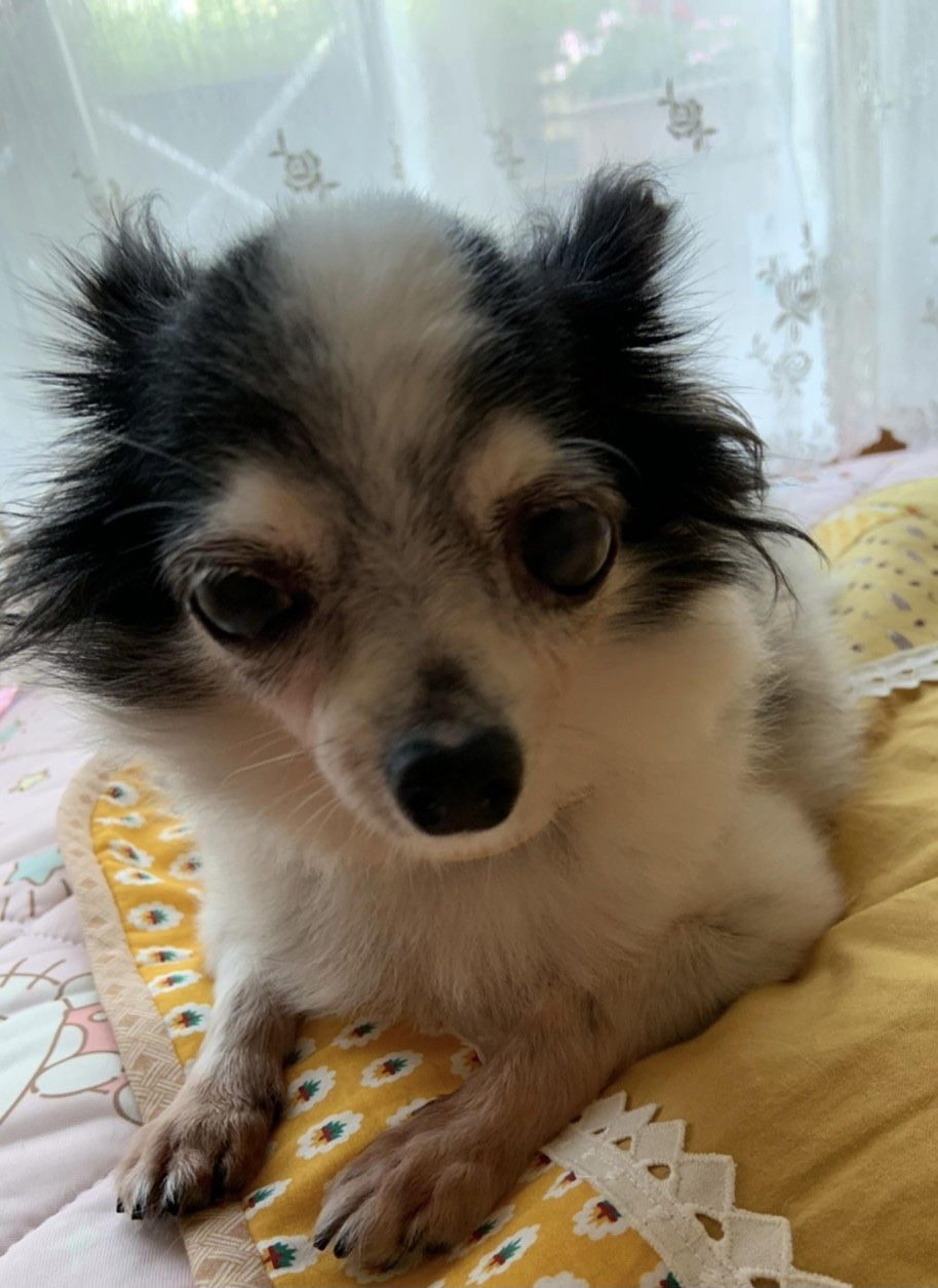 pet-image-3