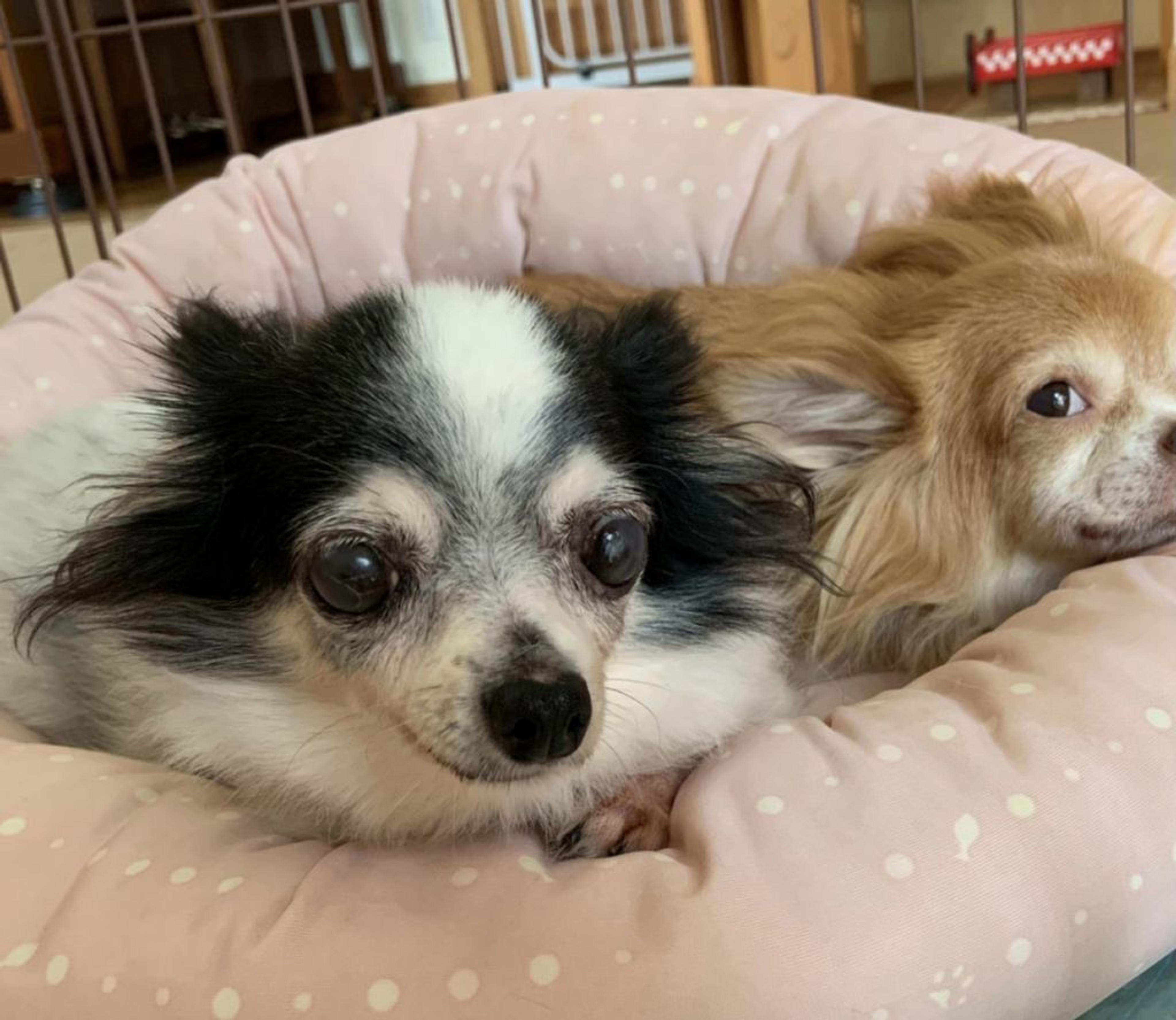 pet-image-4