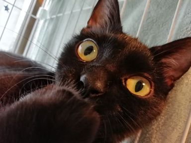 デージーの写真