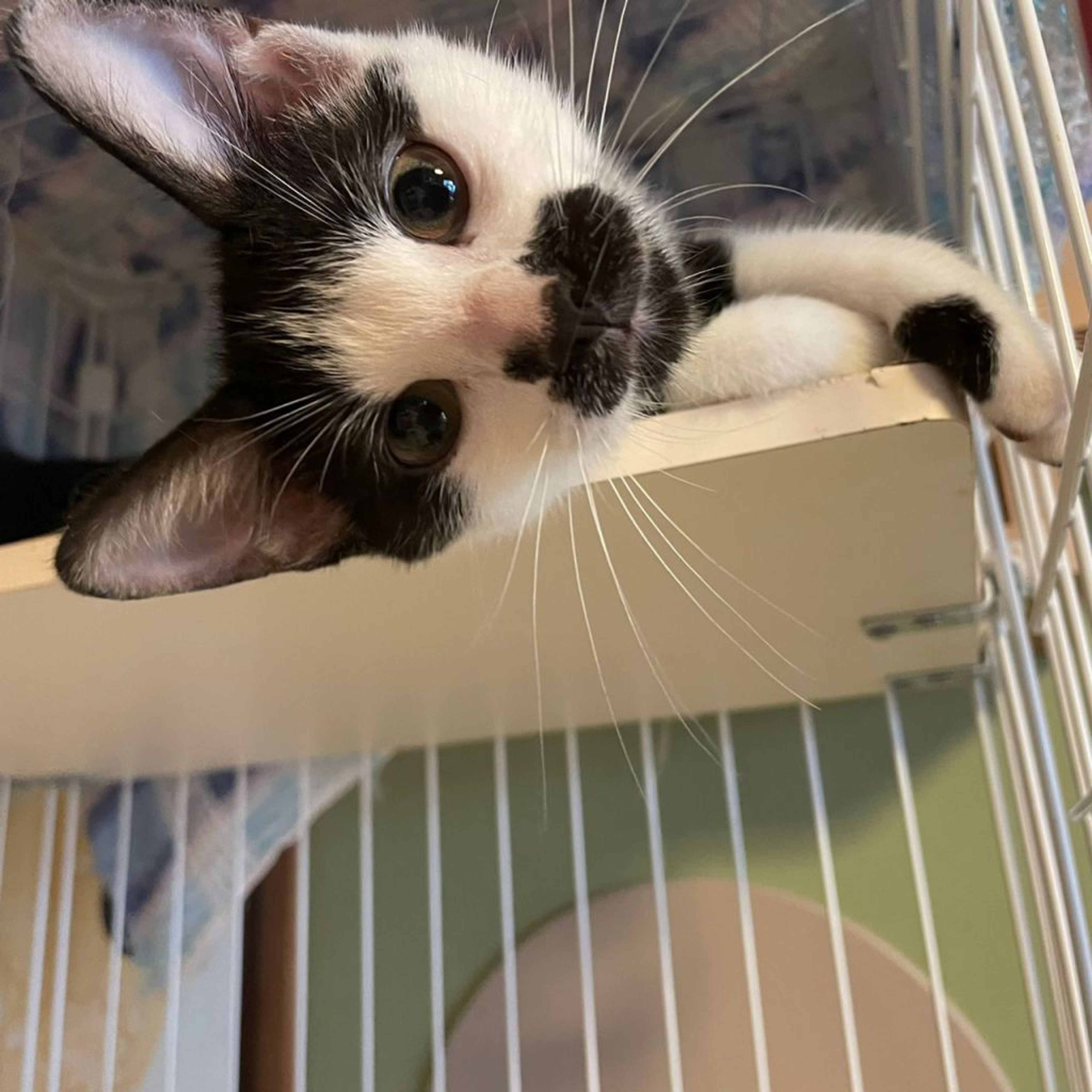 pet-image-3
