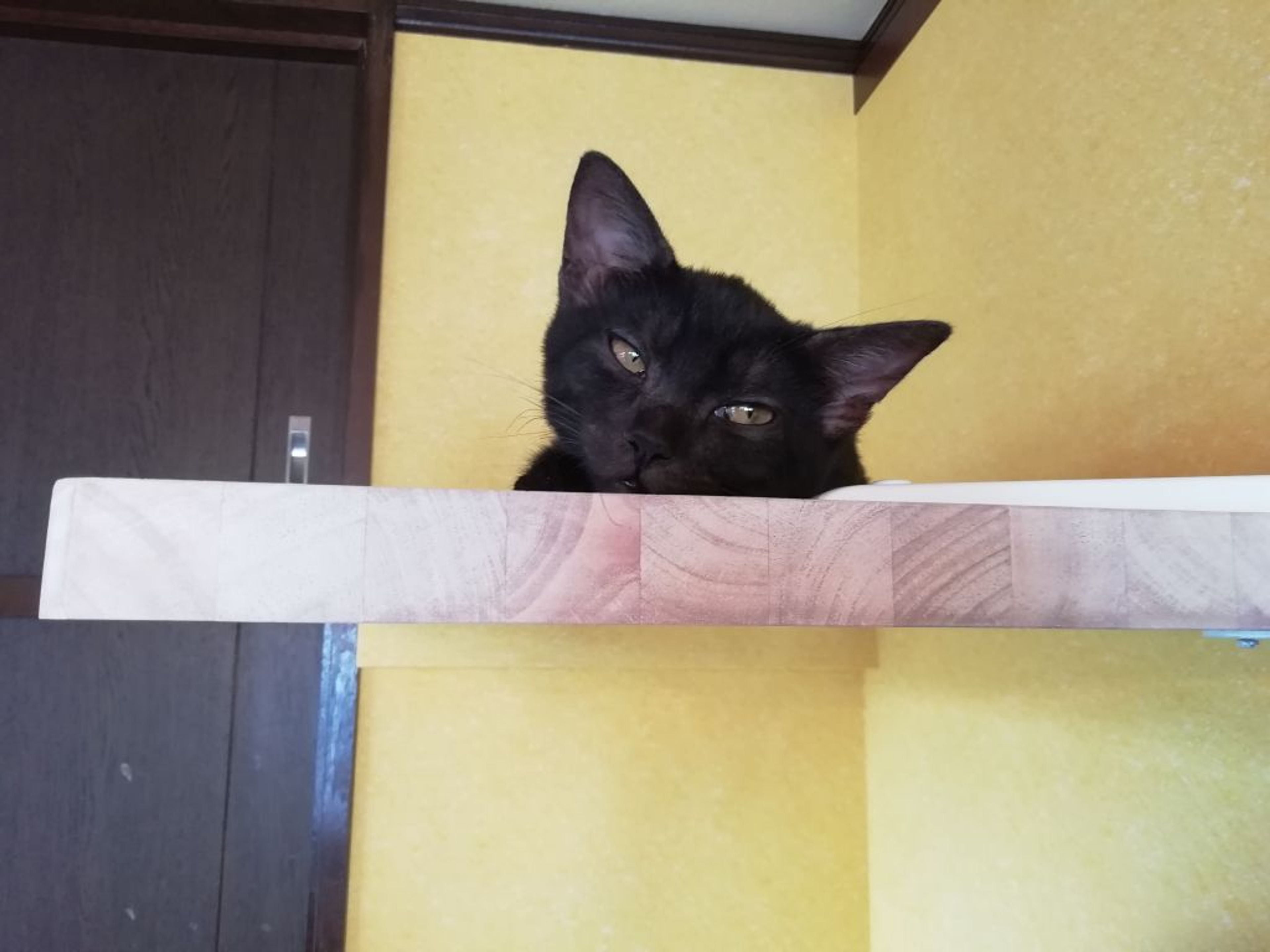 pet-image-5