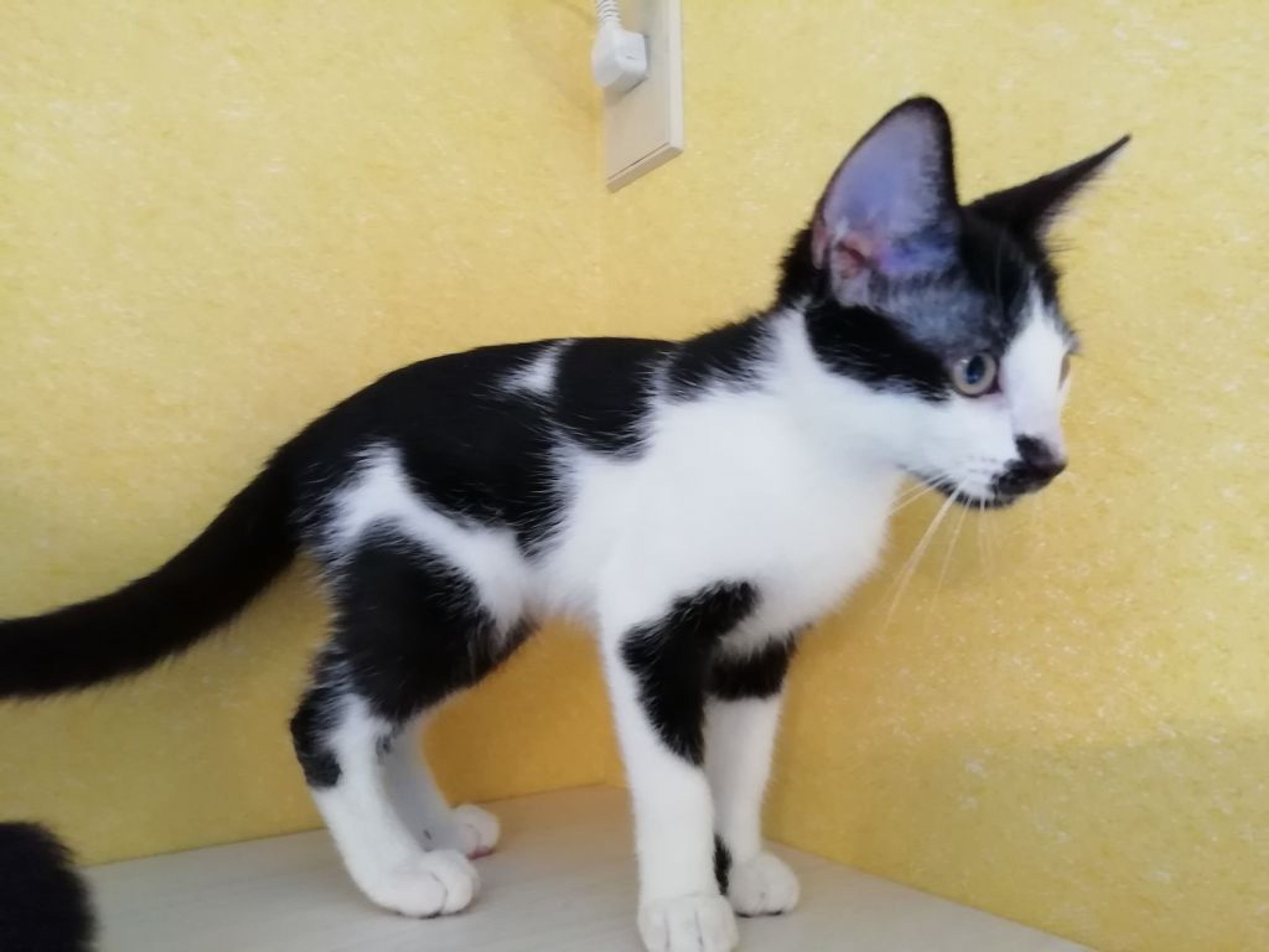 pet-image-6