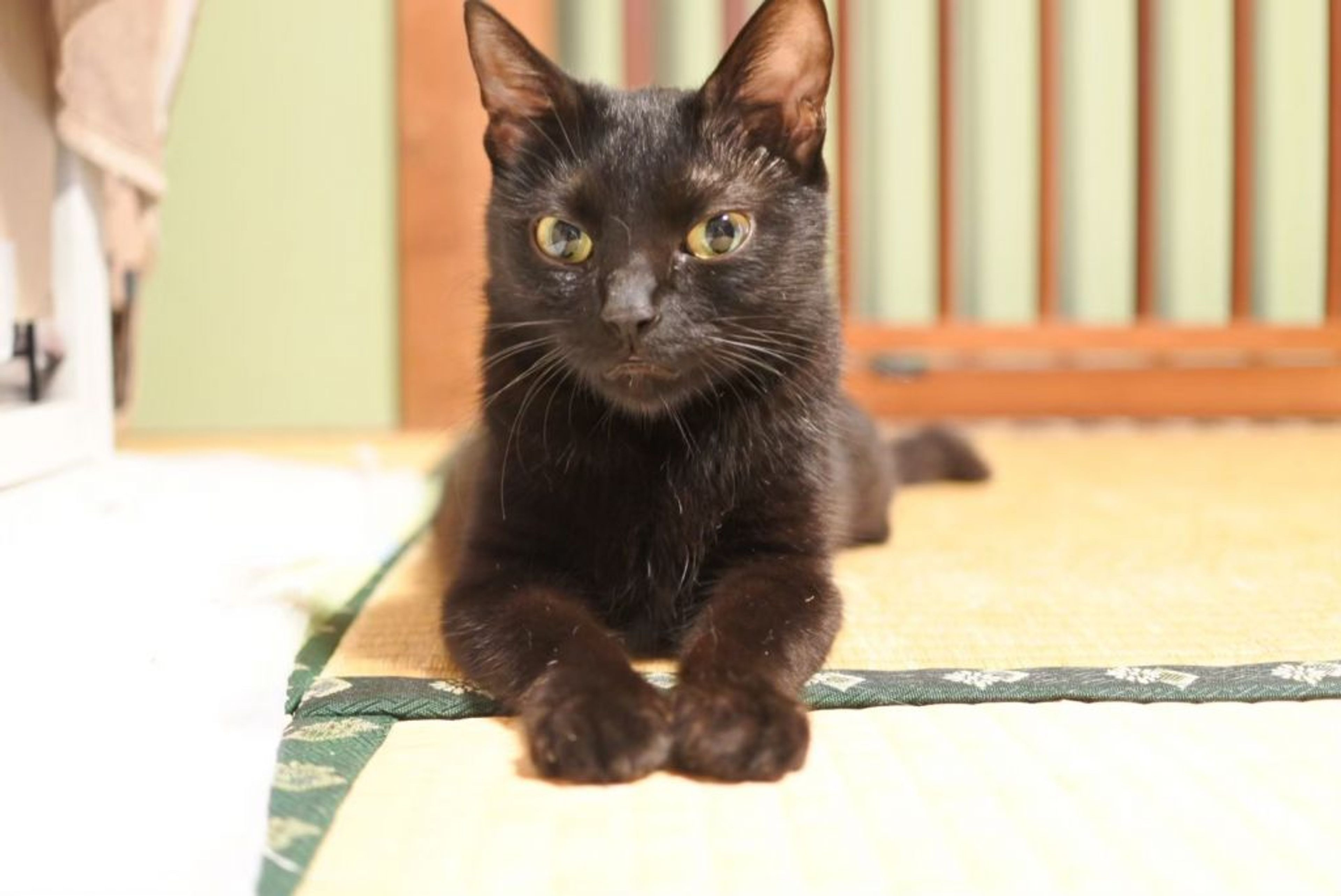pet-image-8