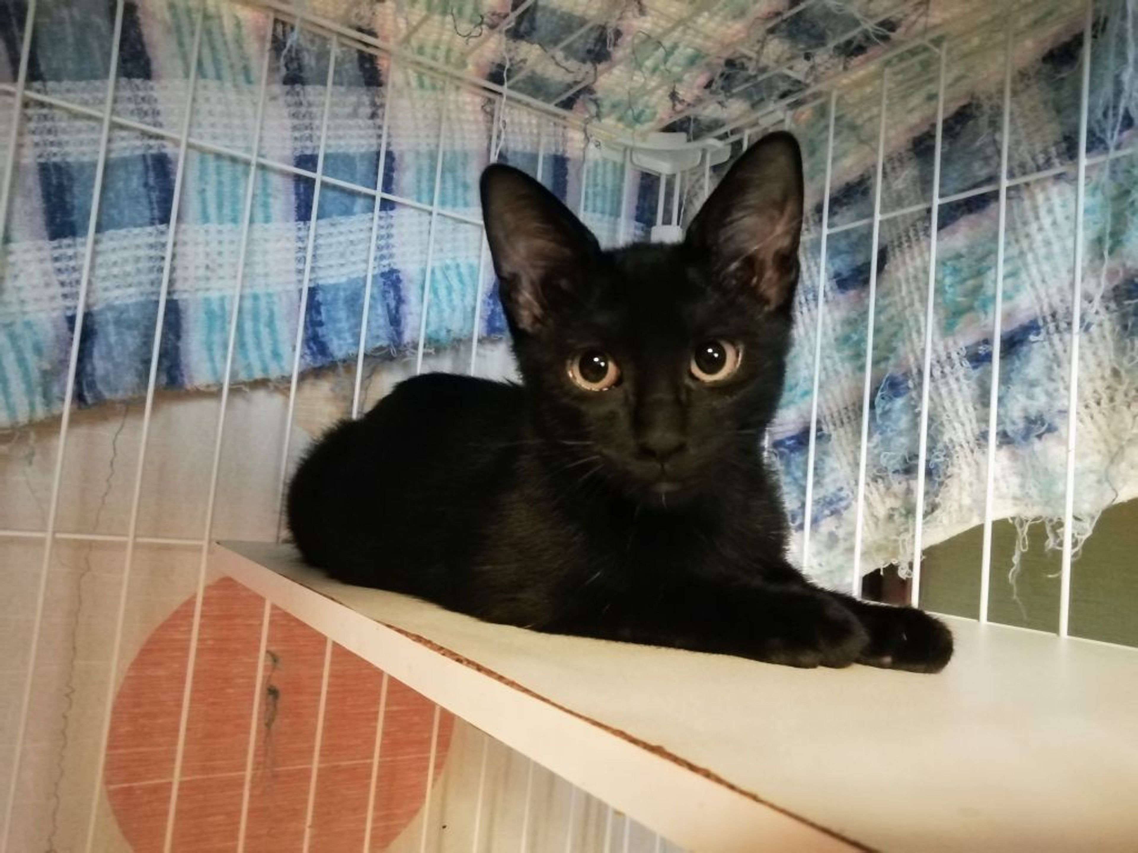 pet-image-4