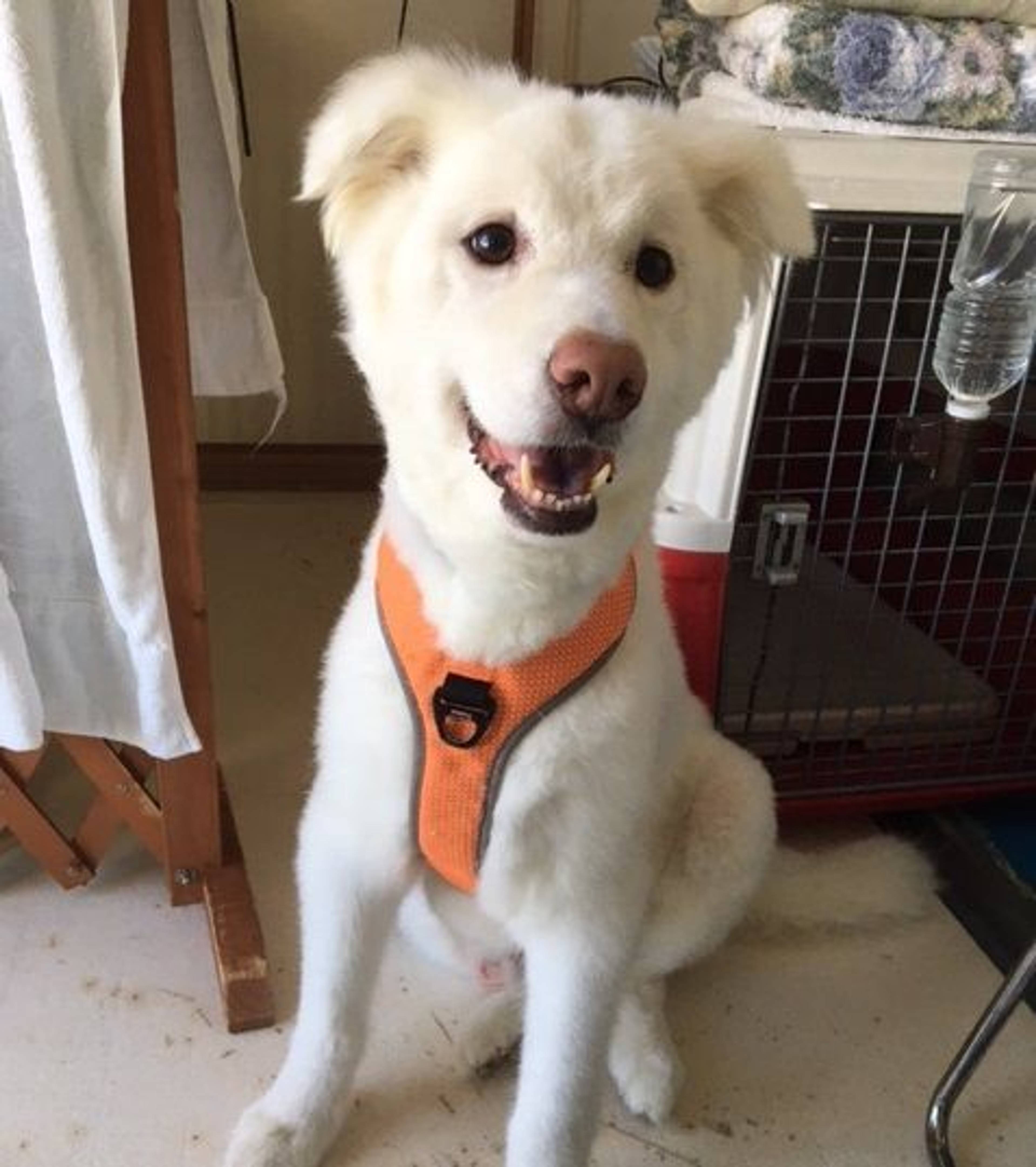 雑種（ミックス犬）・オスの里親募集の写真