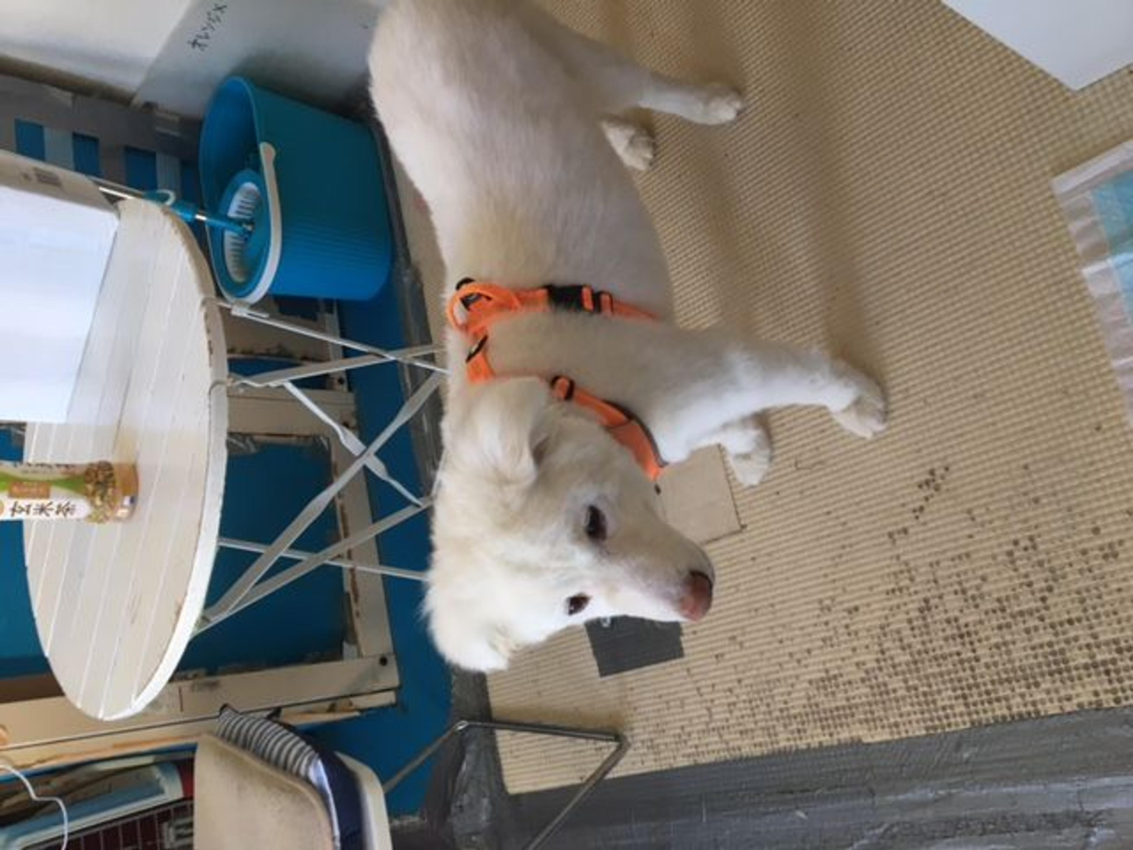 pet-image-3