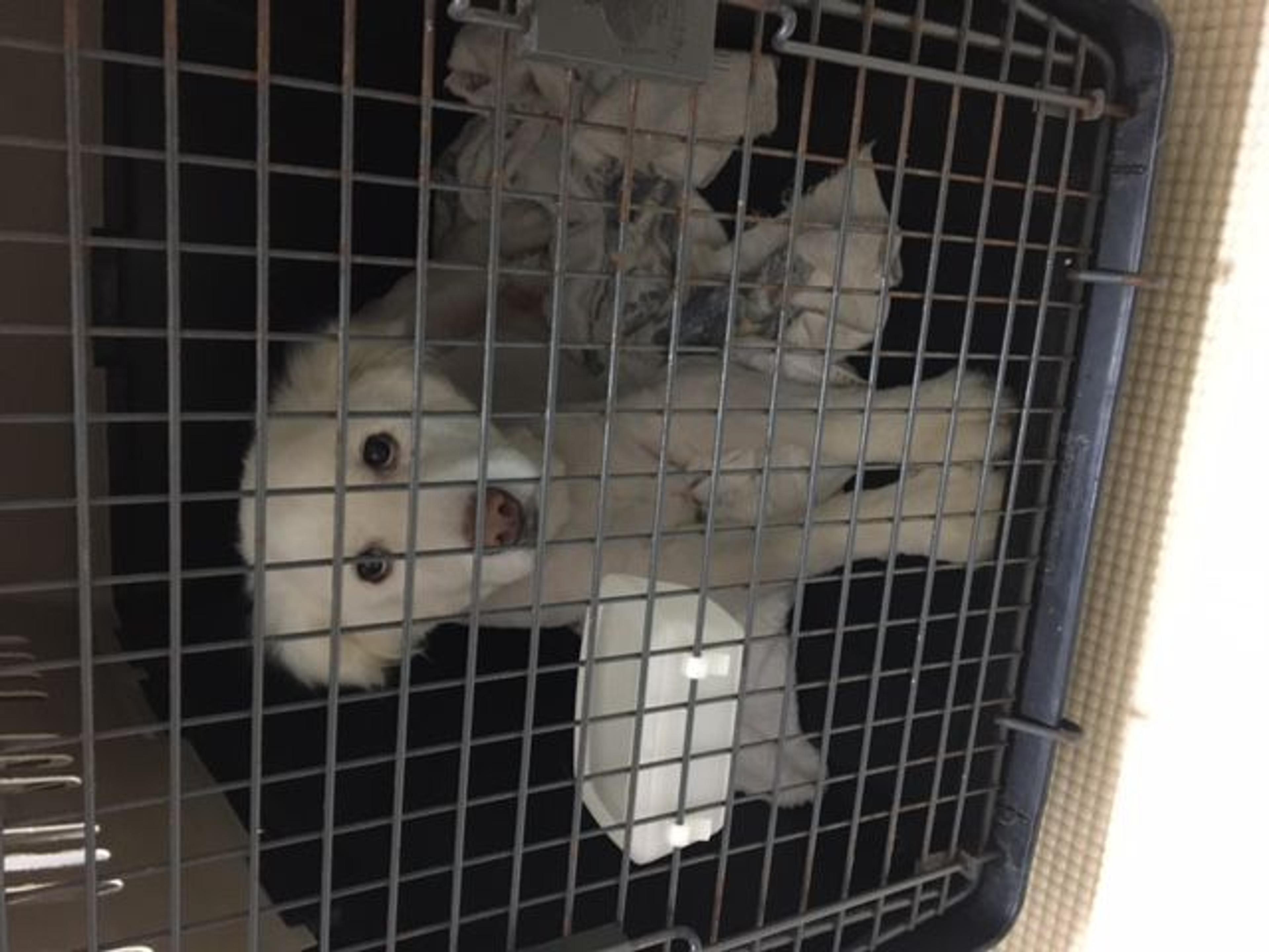 pet-image-4