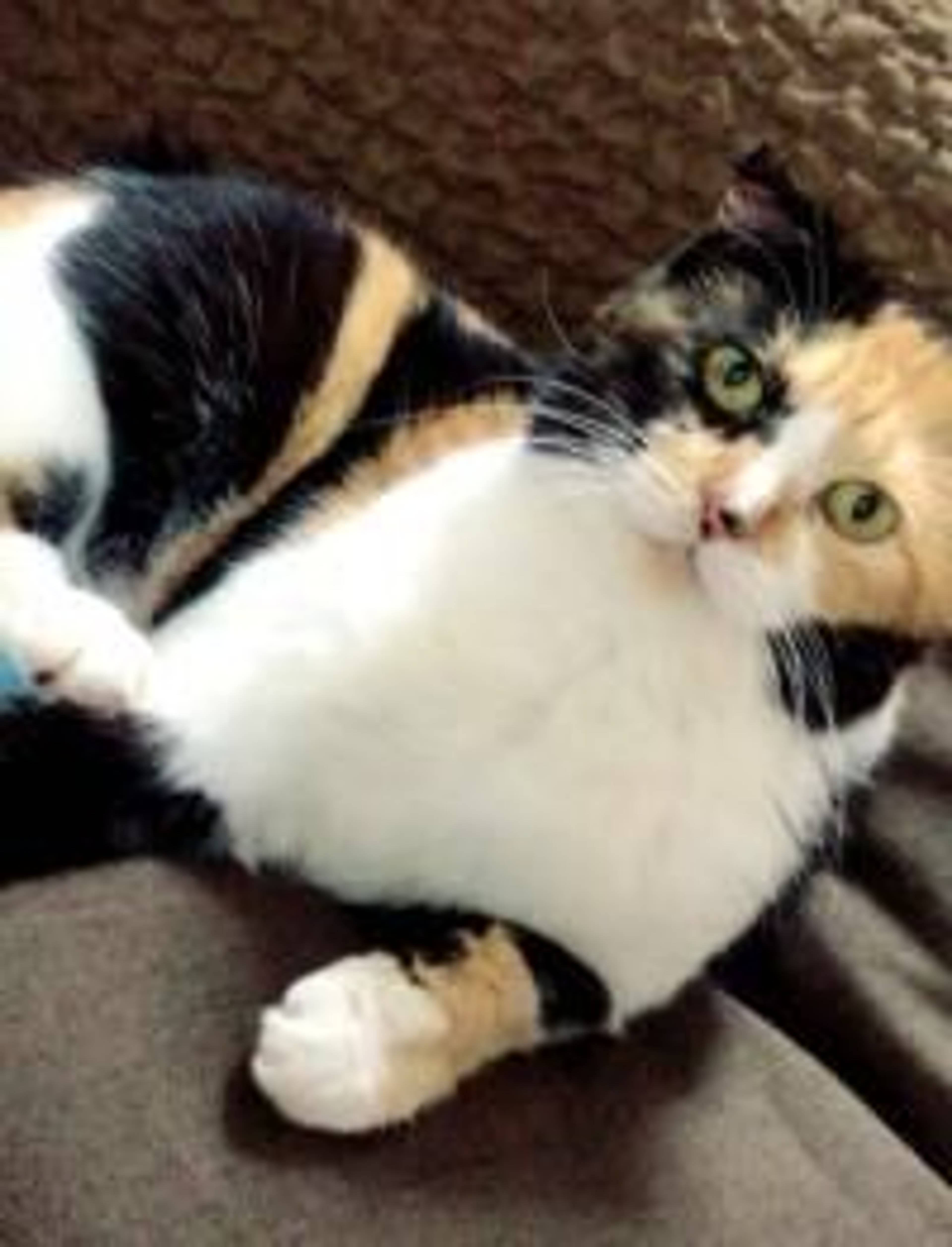 雑種（ミックス猫）・メスの里親募集の写真
