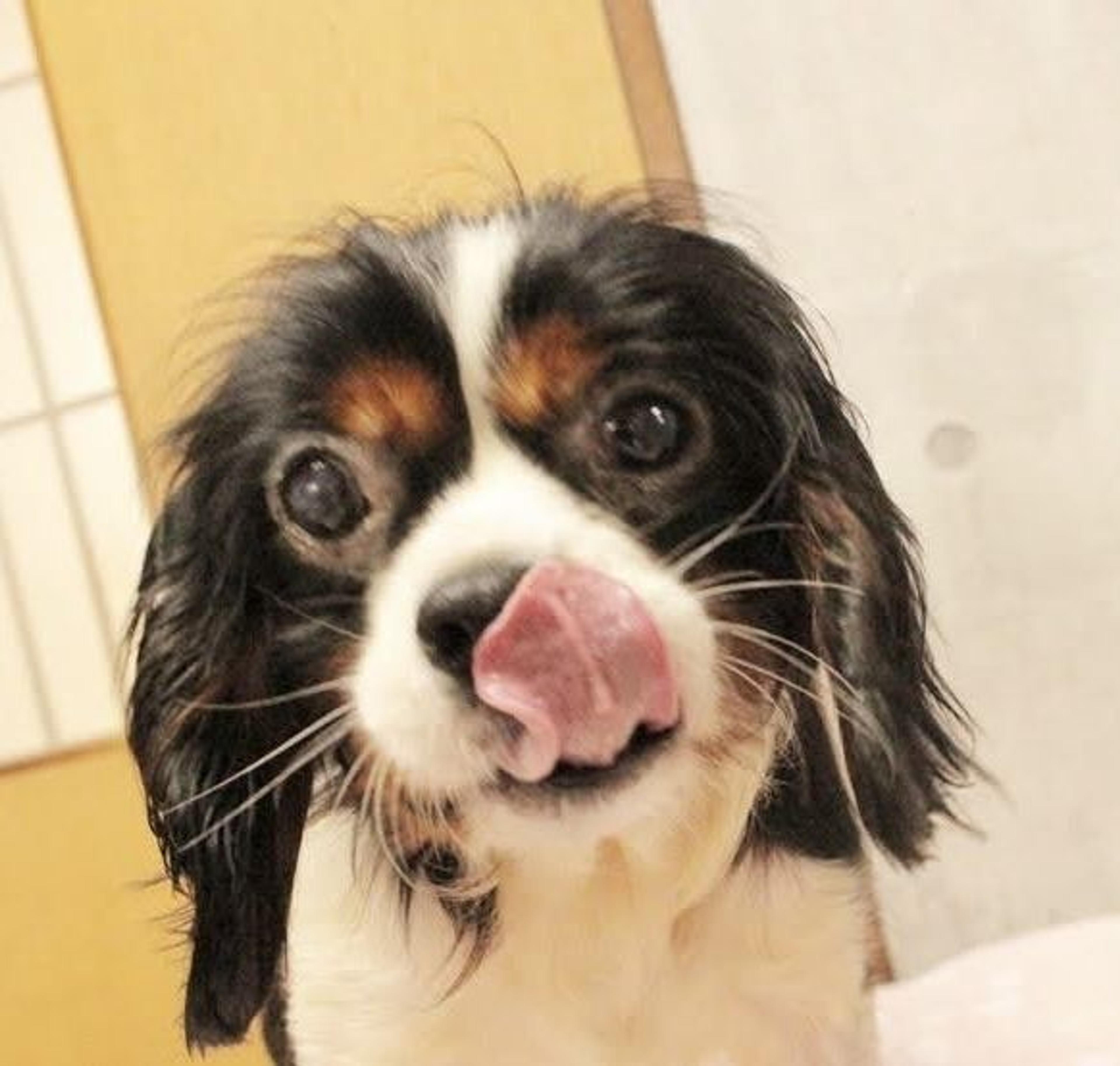 pet-image-2