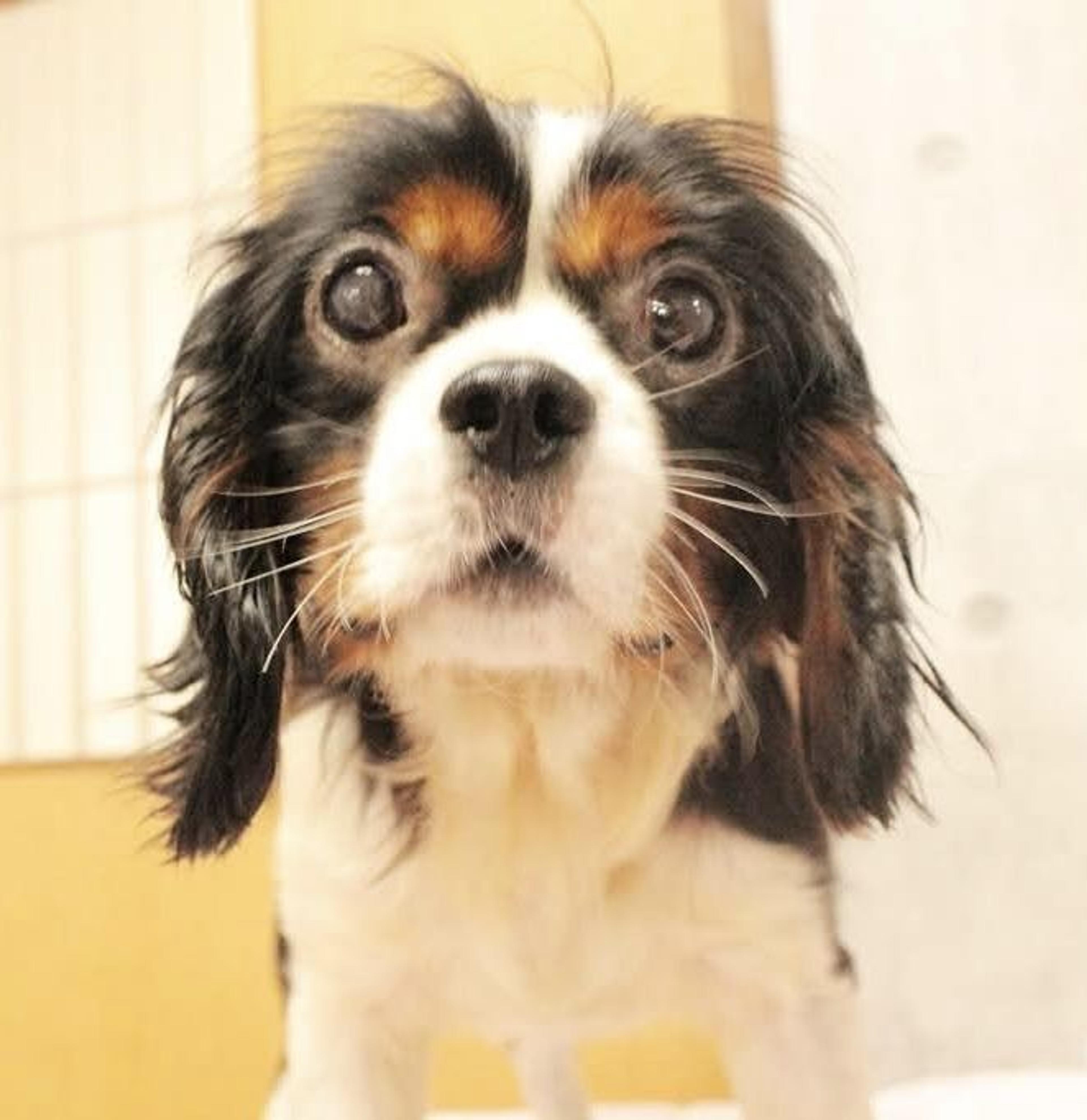 pet-image-3