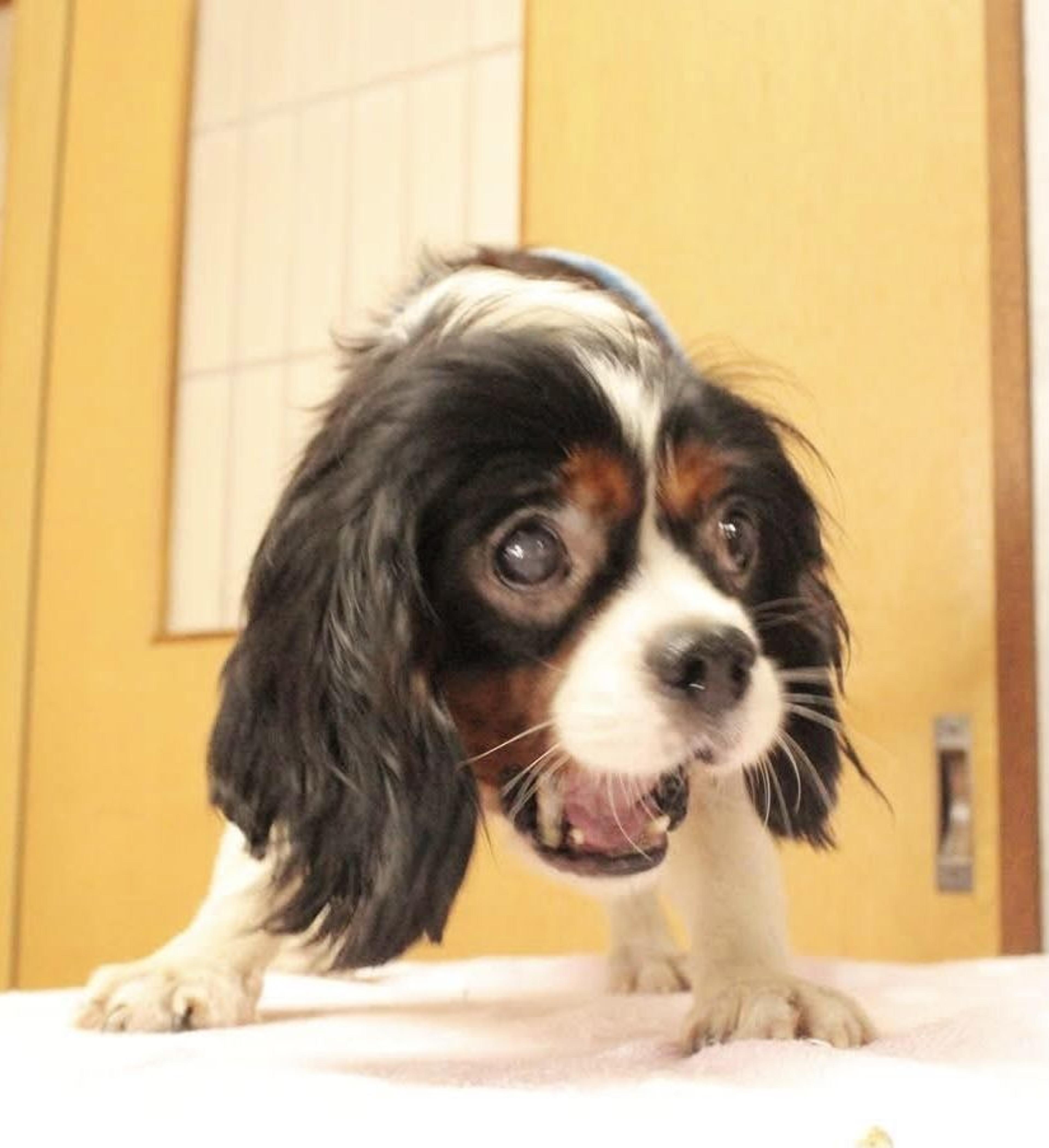 pet-image-5