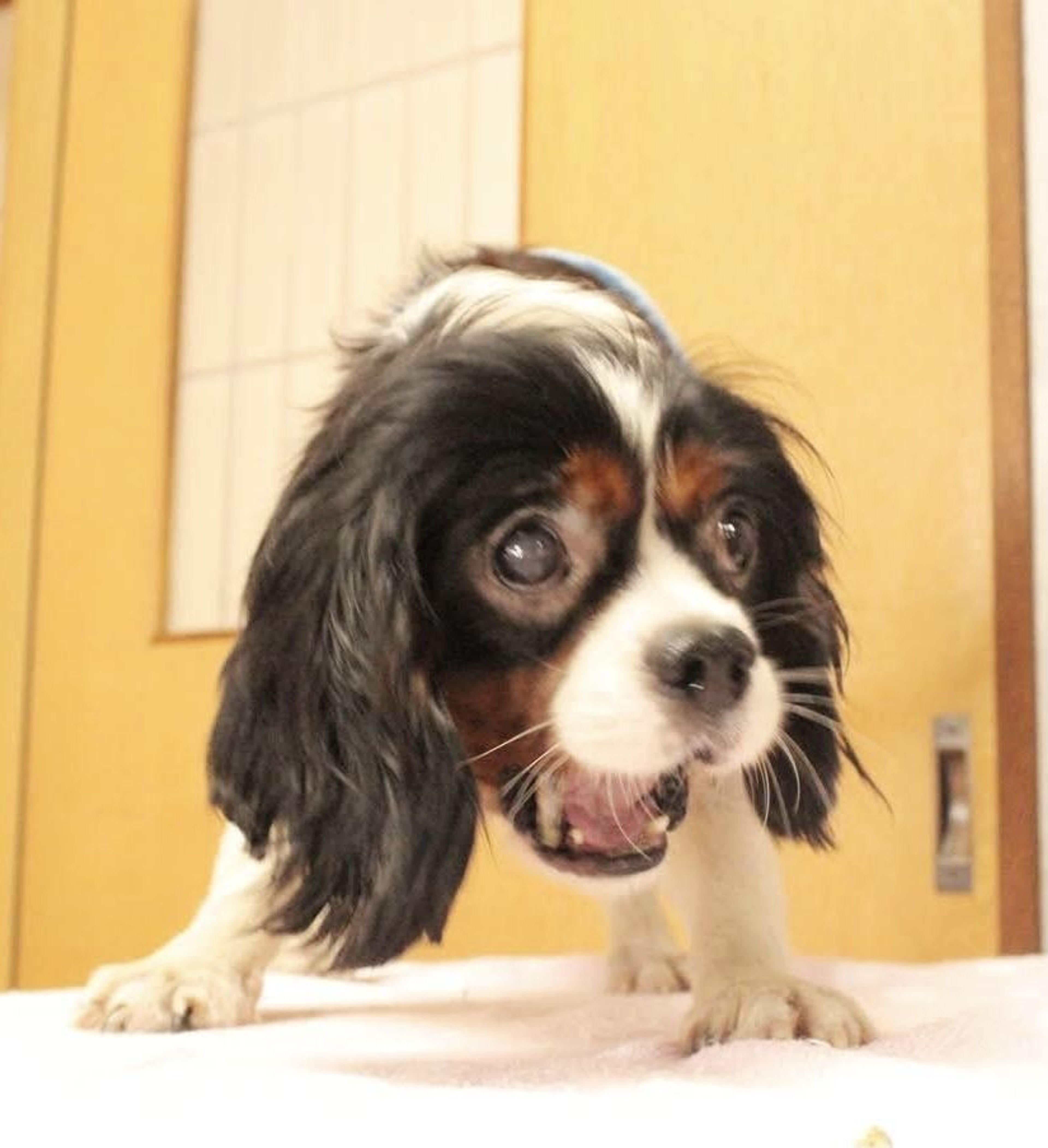 pet-image-5