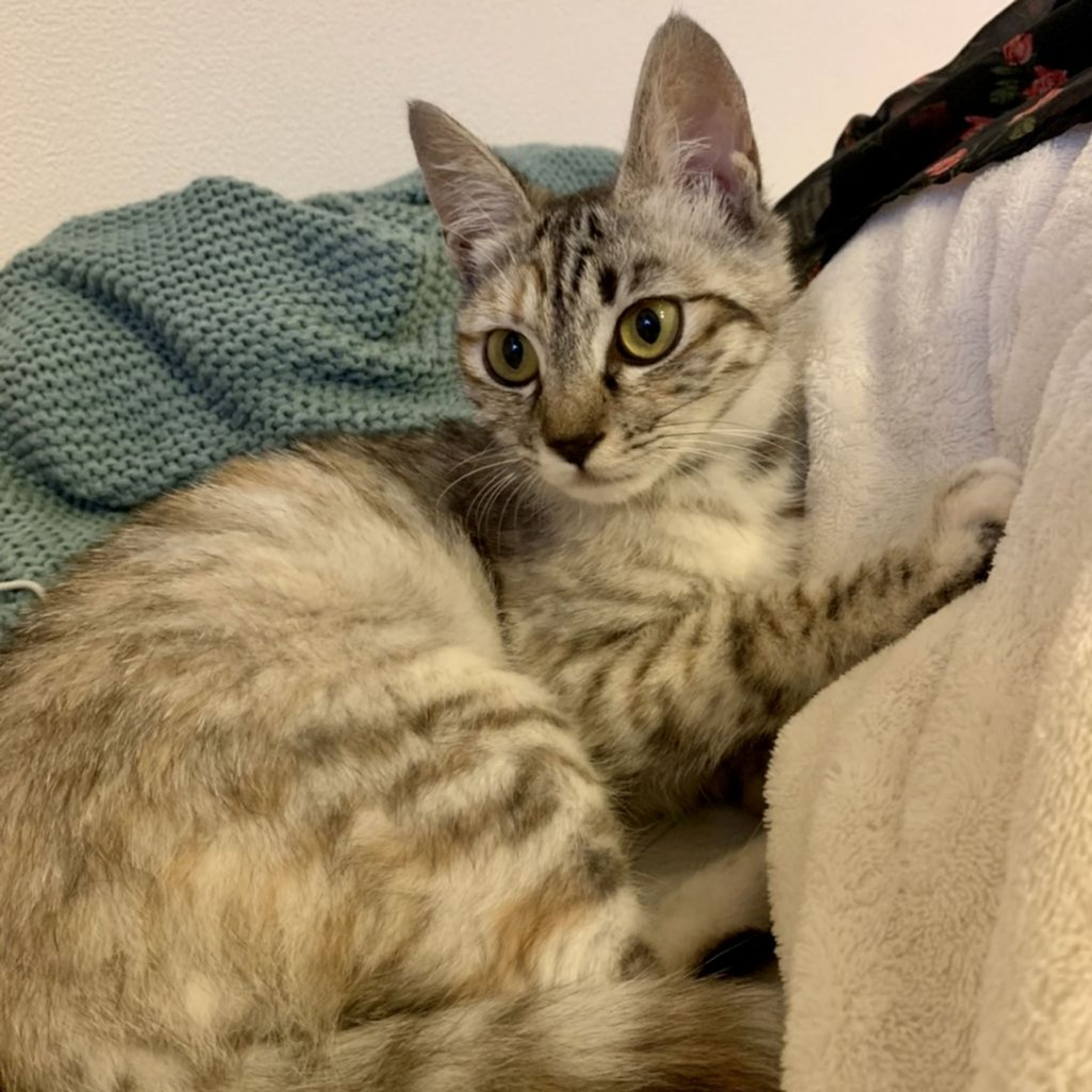 雑種（ミックス猫）・メスの里親募集の写真