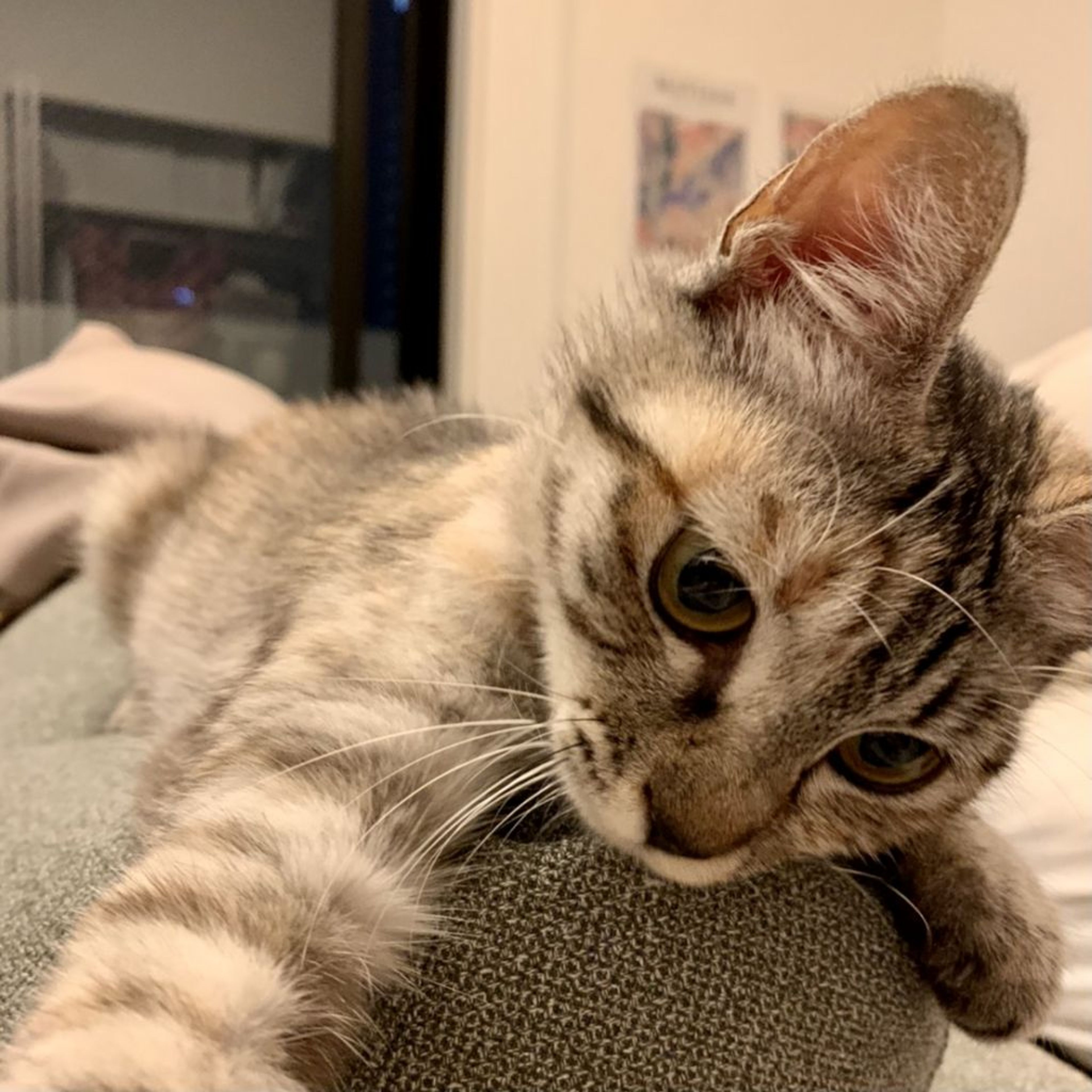 pet-image-2