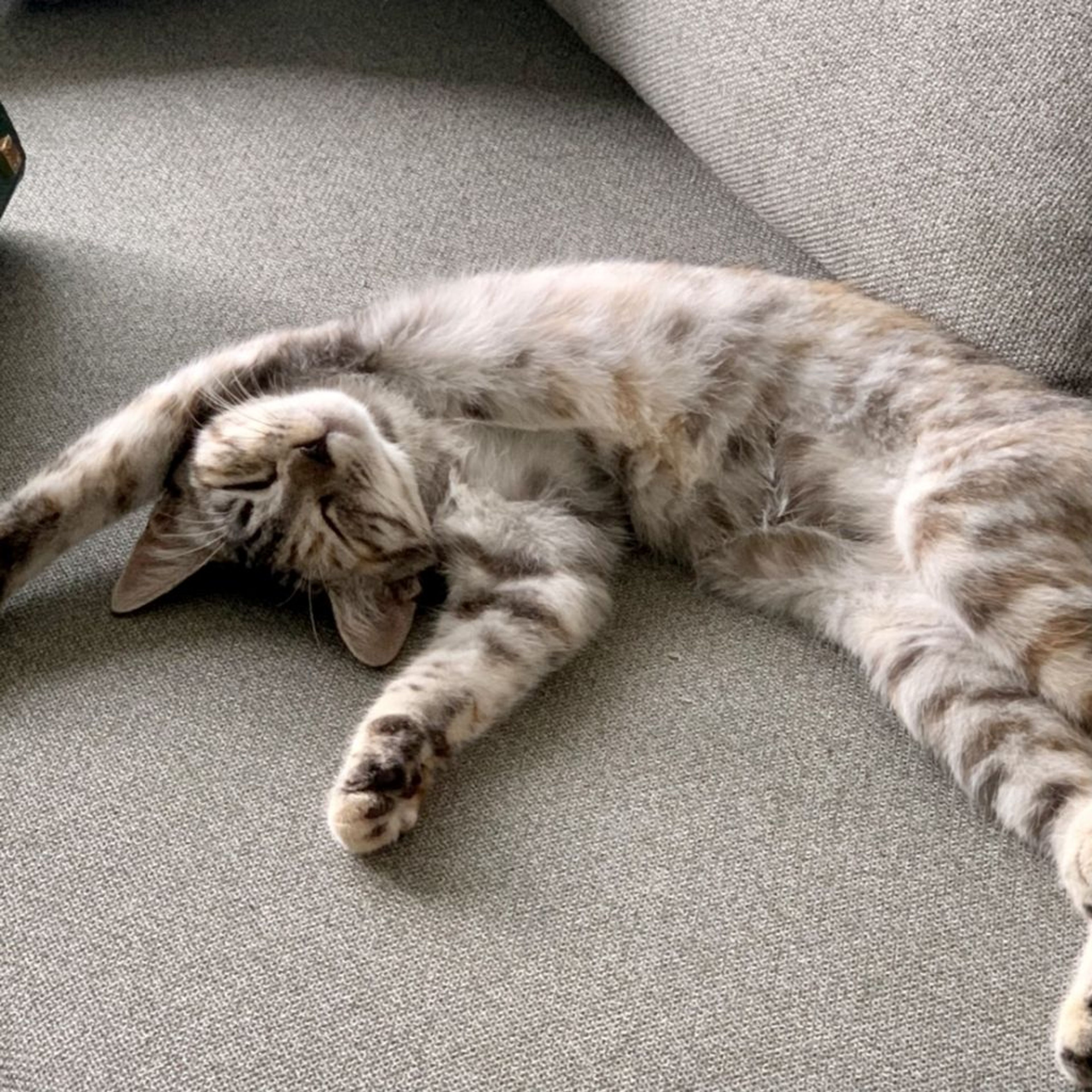 pet-image-3