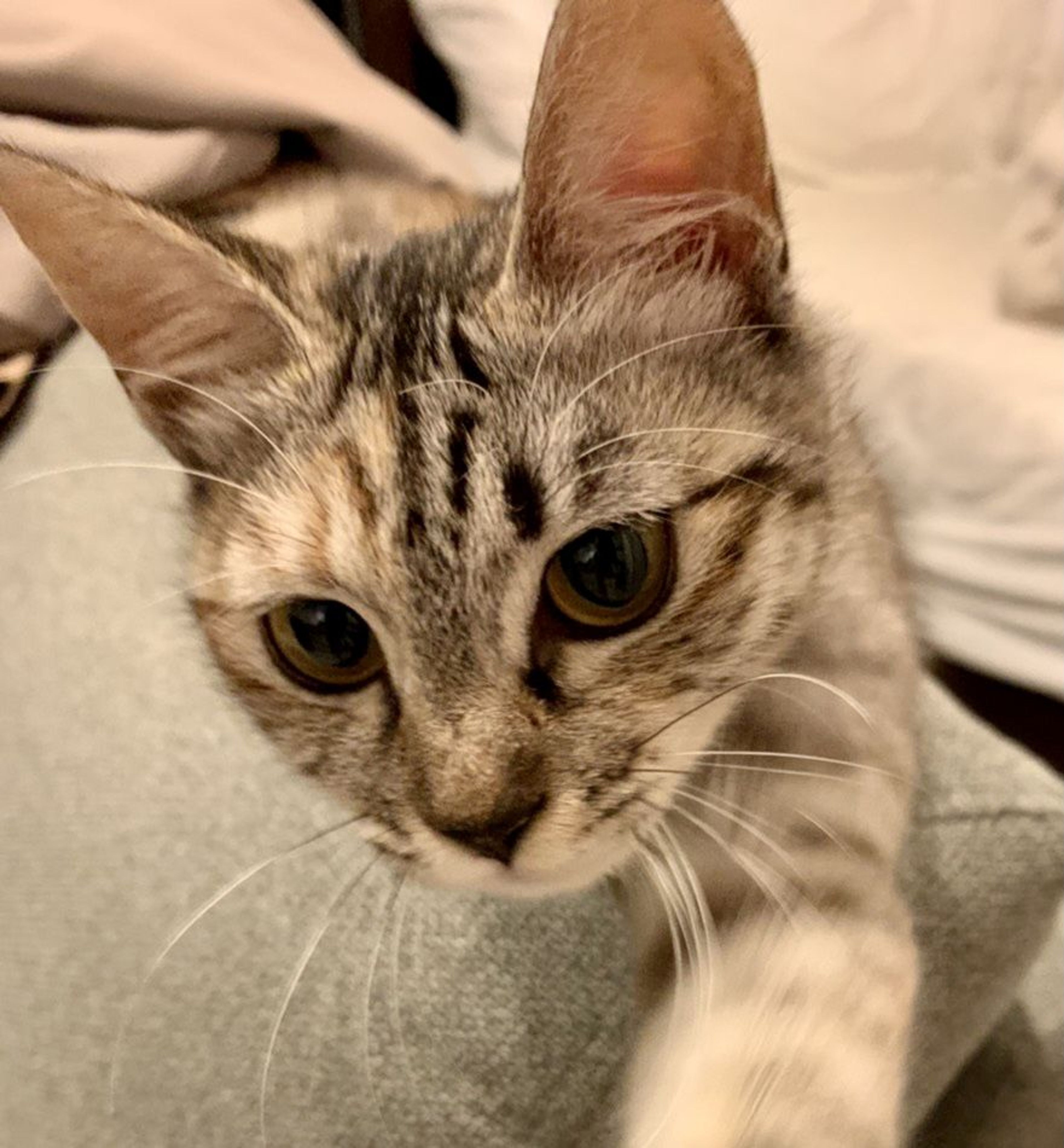 pet-image-4