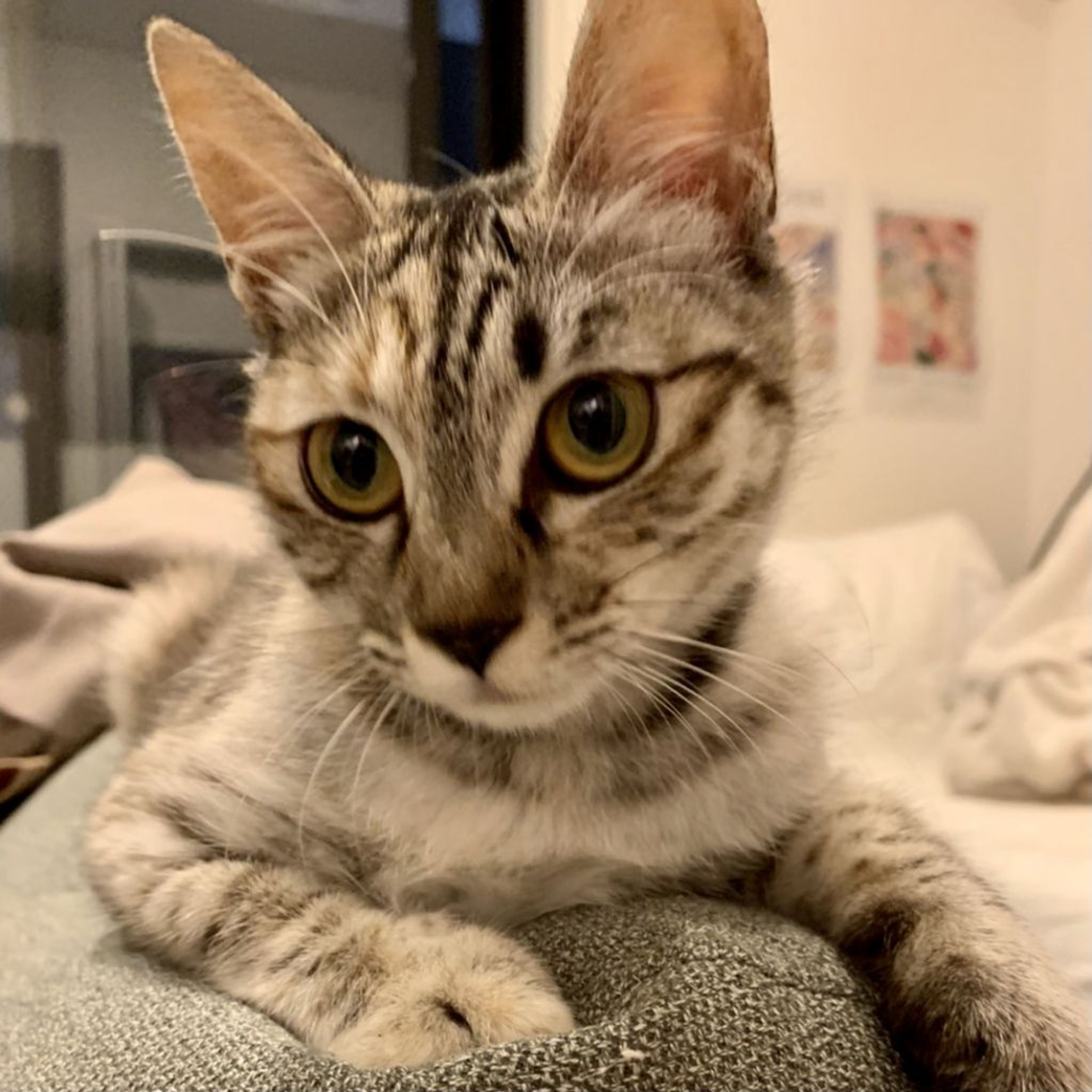 pet-image-6