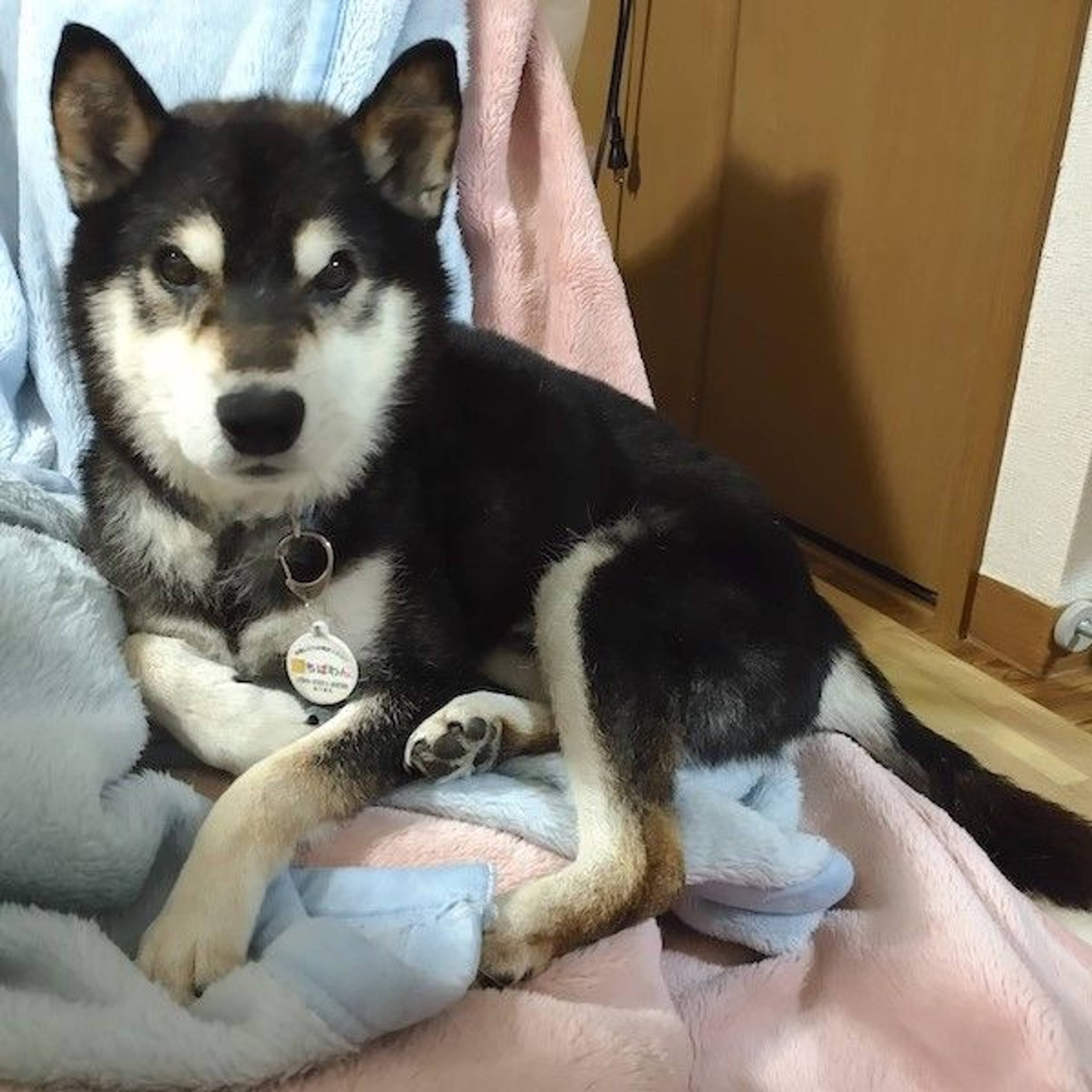 柴犬・オスの里親募集の写真