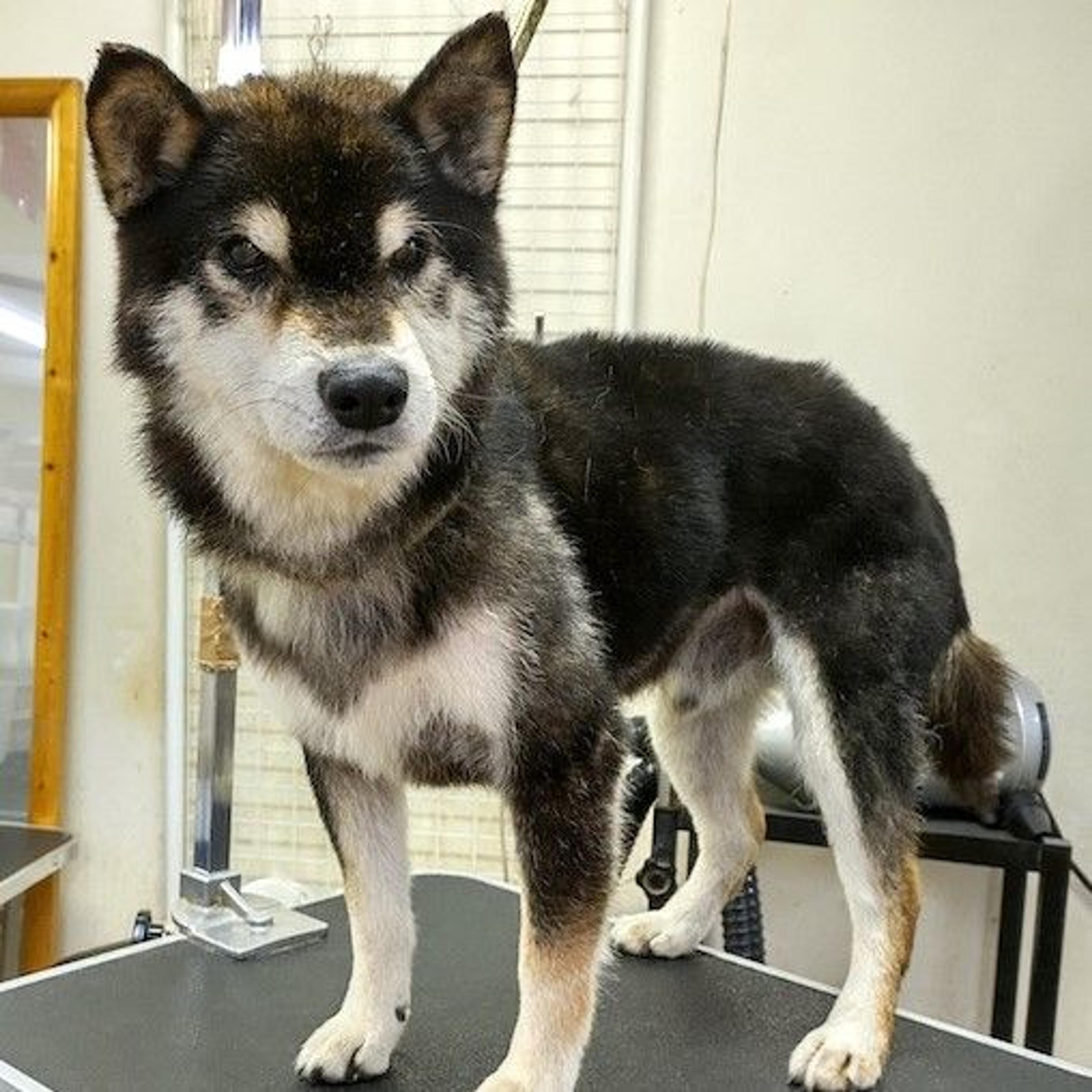 pet-image-3