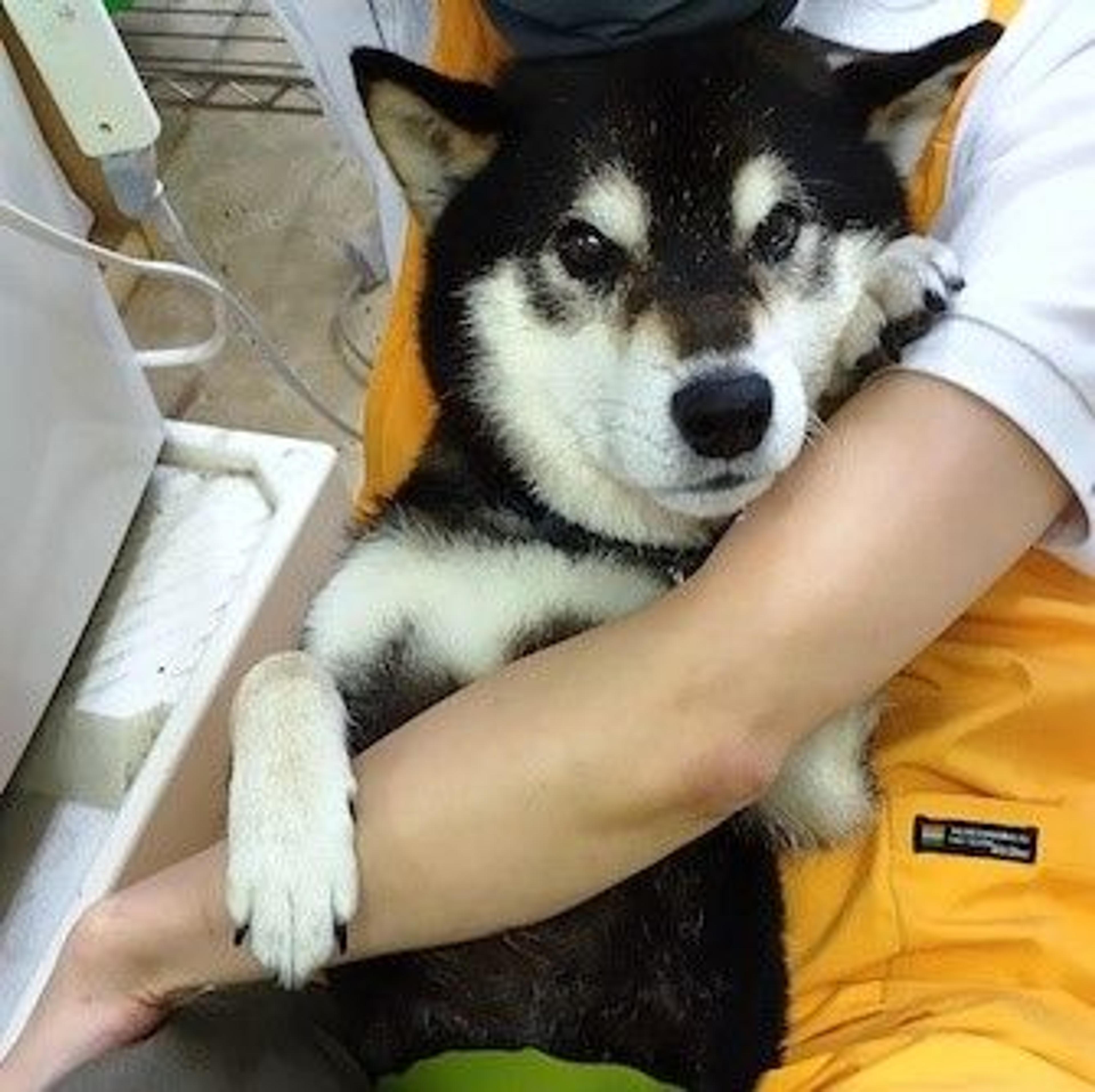 pet-image-4