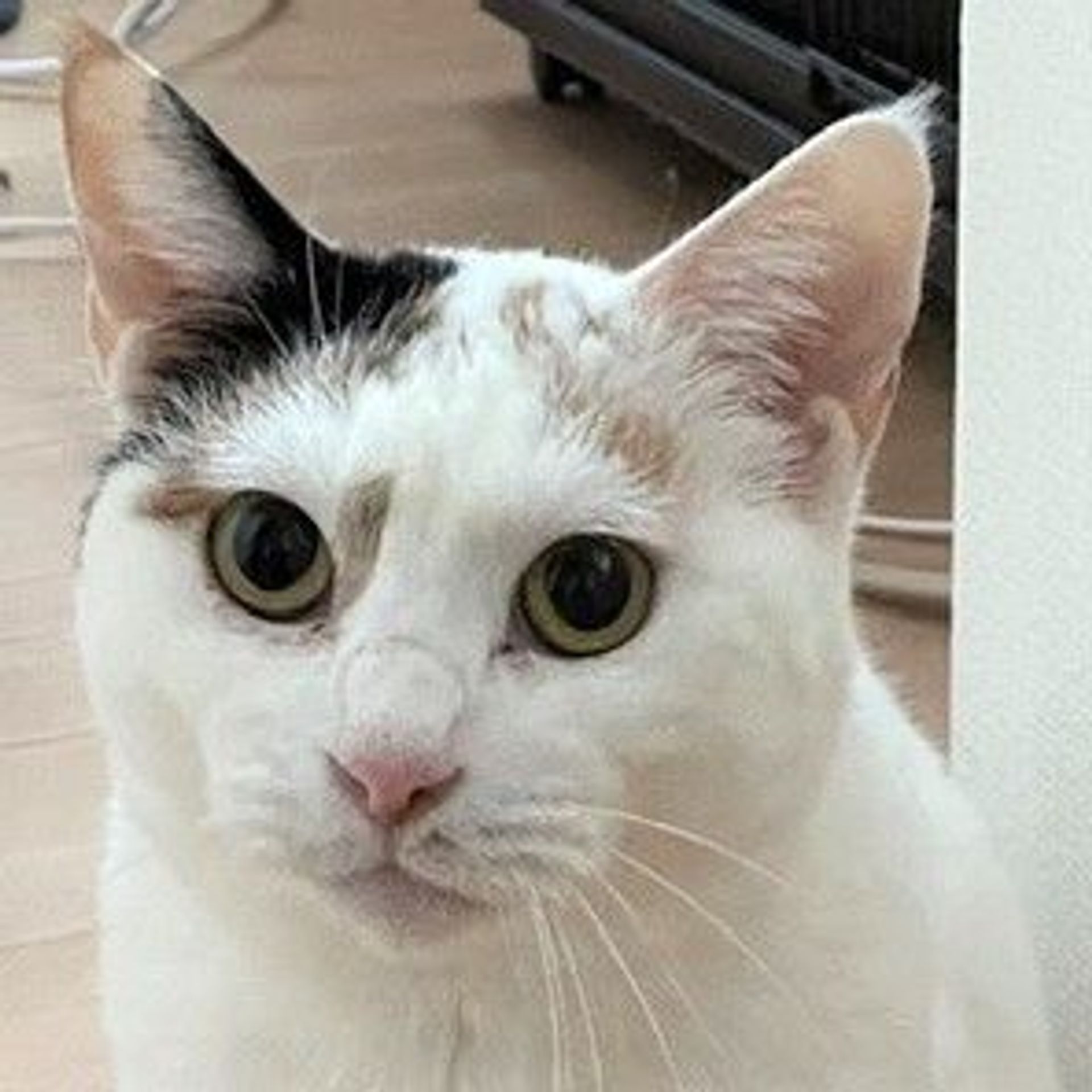 雑種（ミックス猫）・メスの里親募集の写真