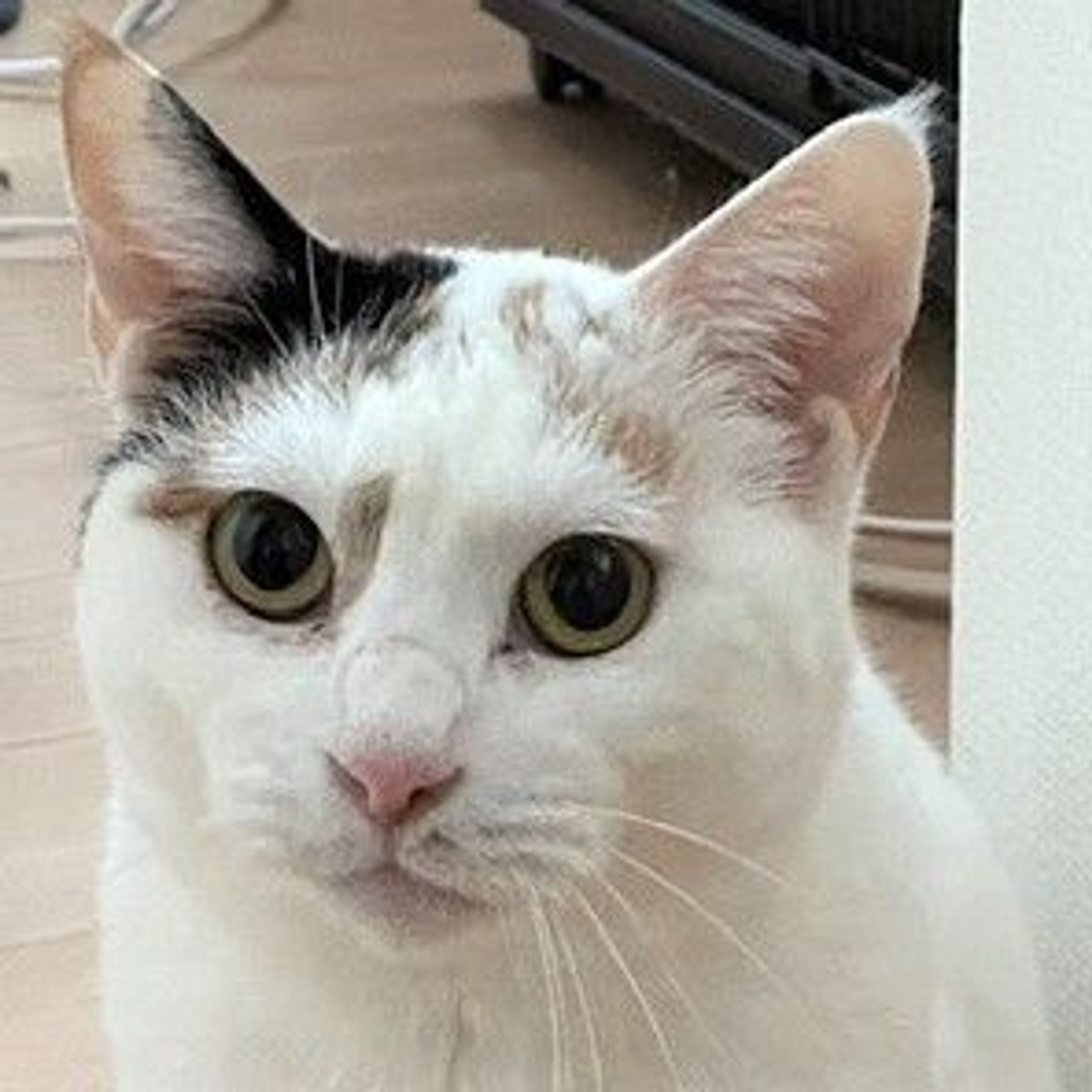 雑種（ミックス猫）・メスの里親募集の写真