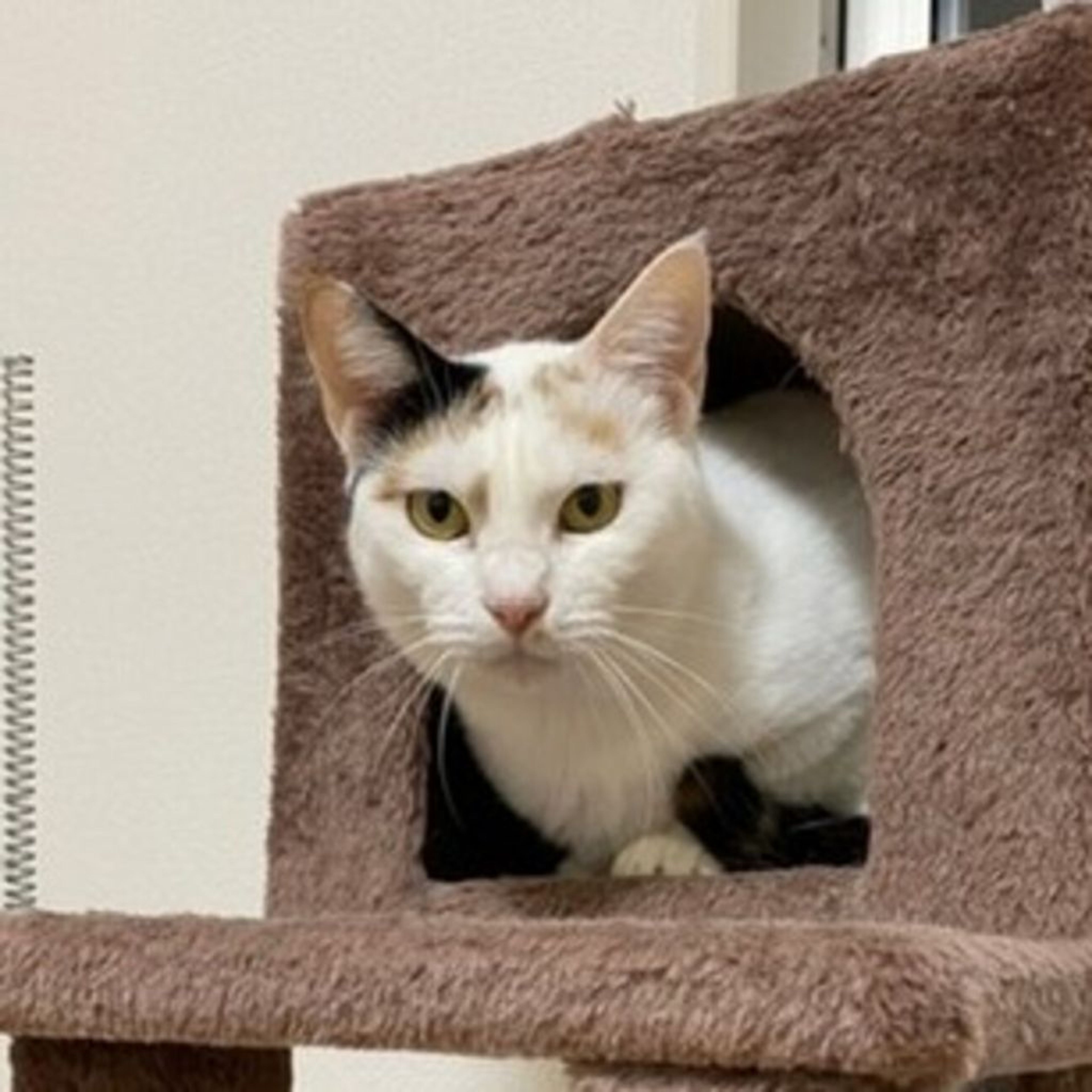 pet-image-2