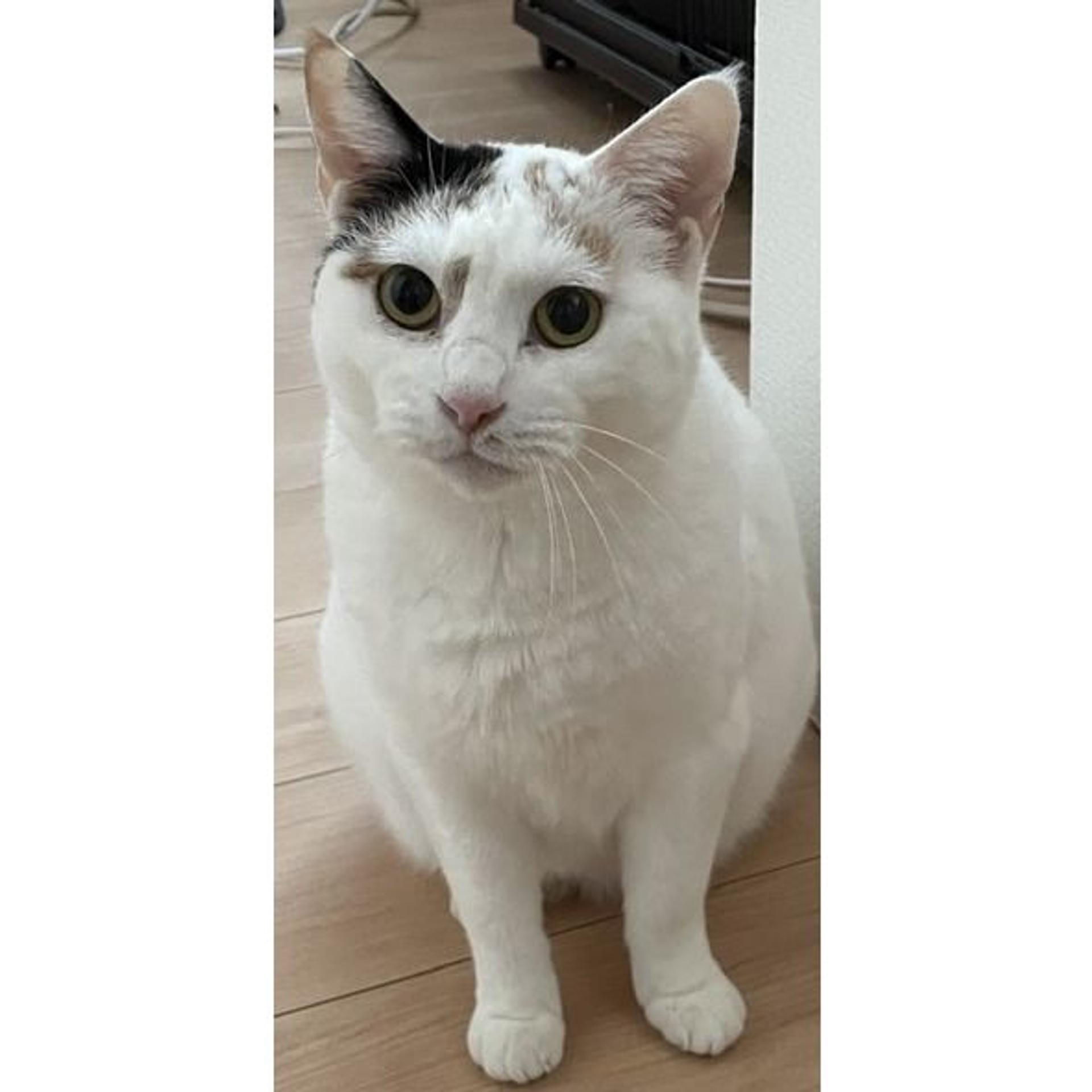 pet-image-3