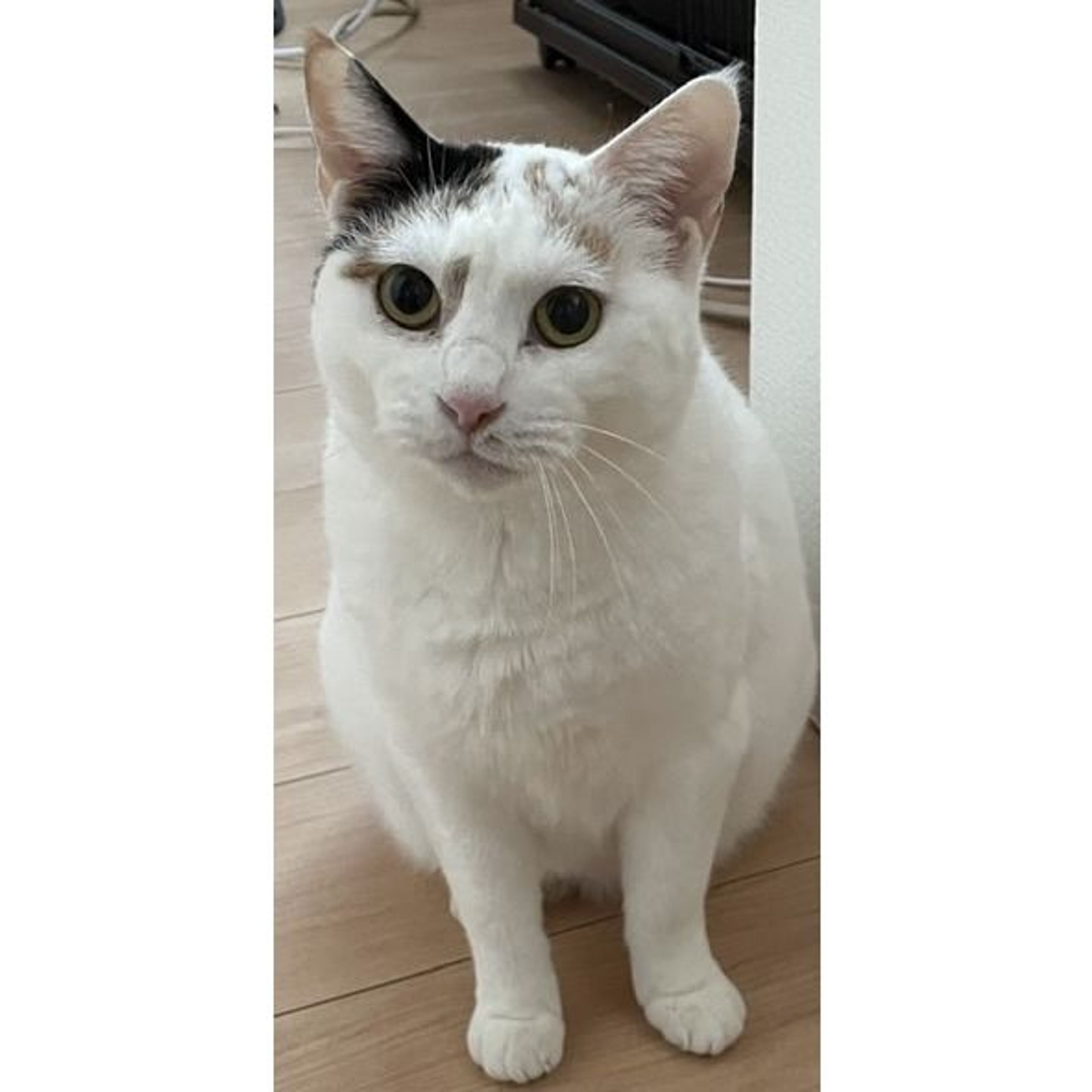 pet-image-3