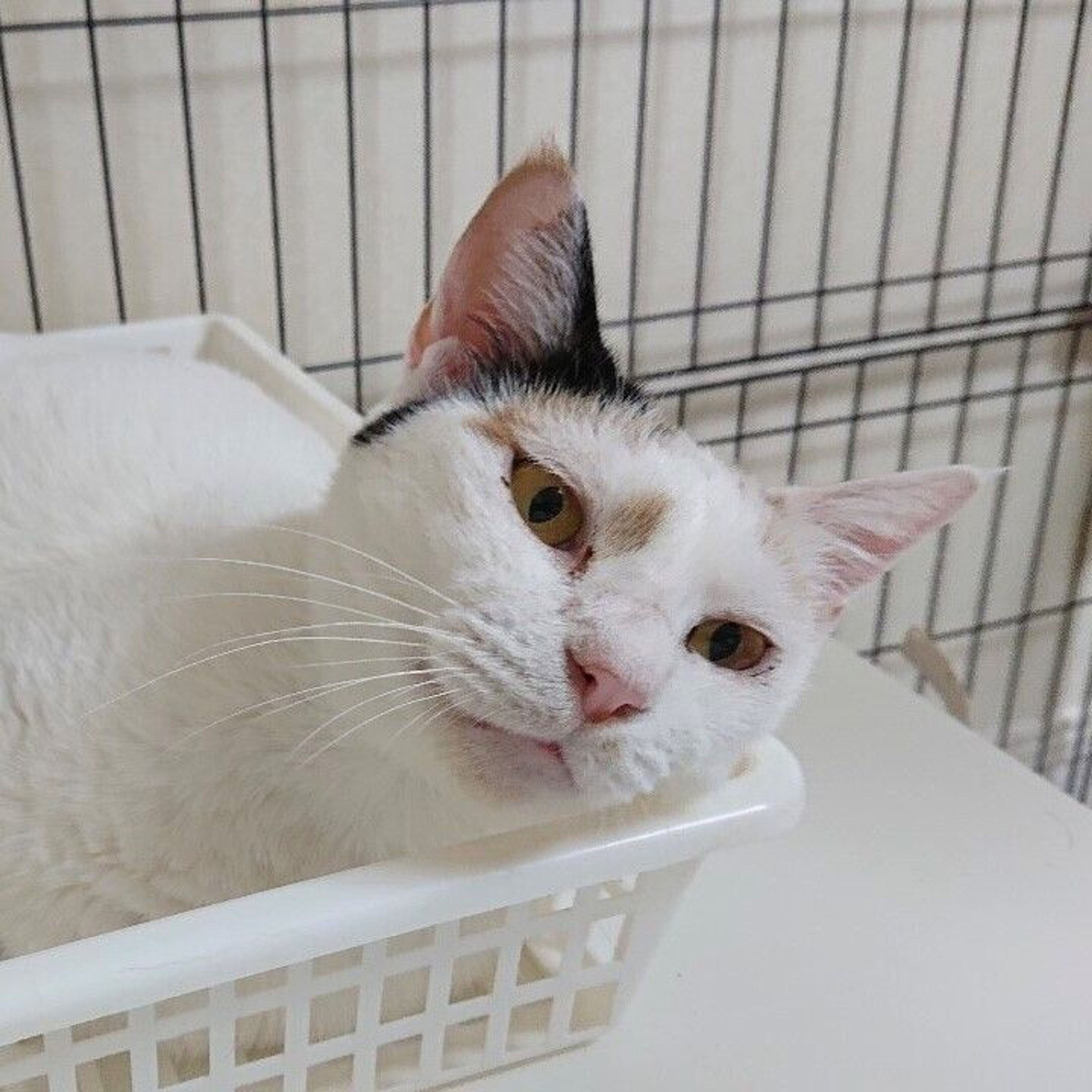 pet-image-4