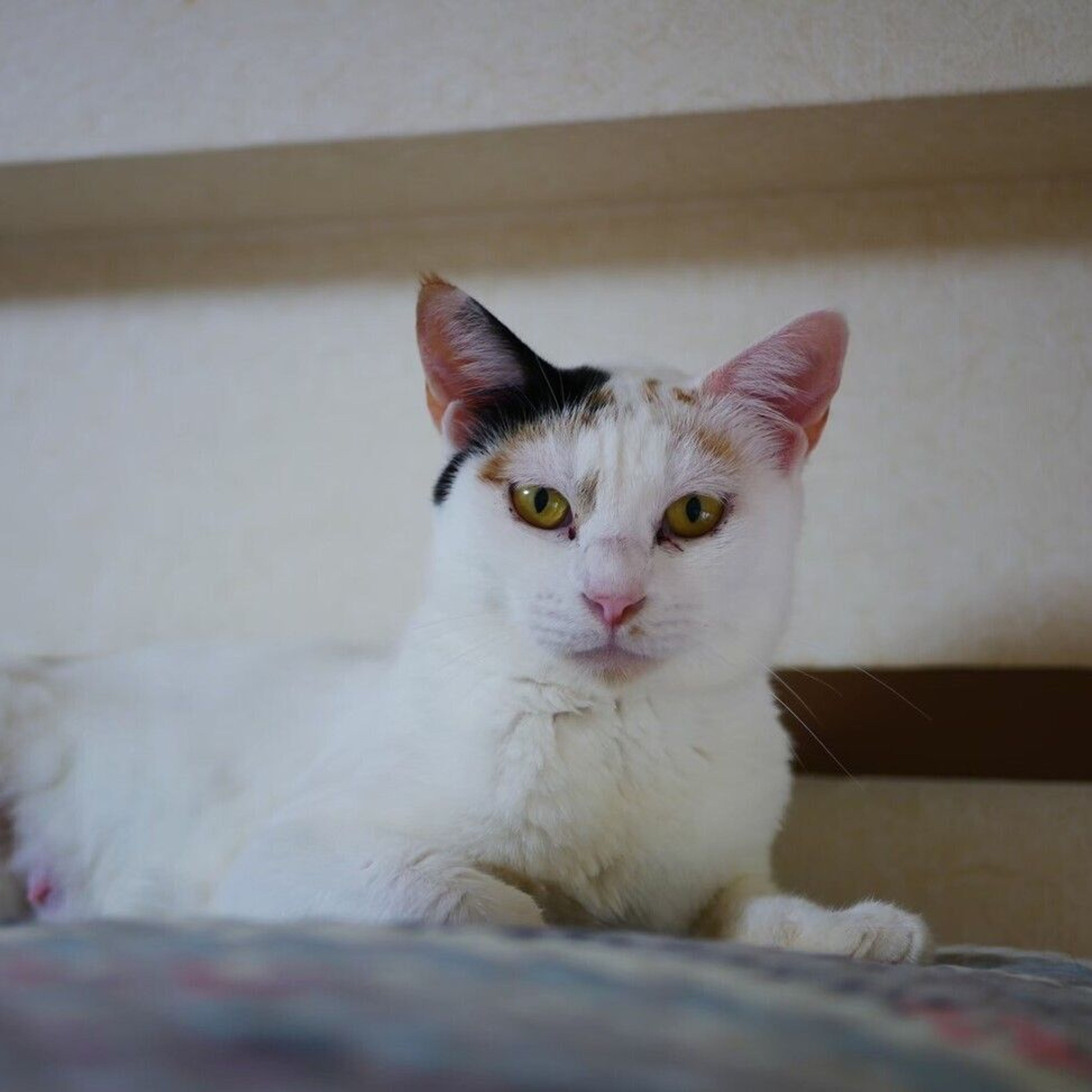 pet-image-5