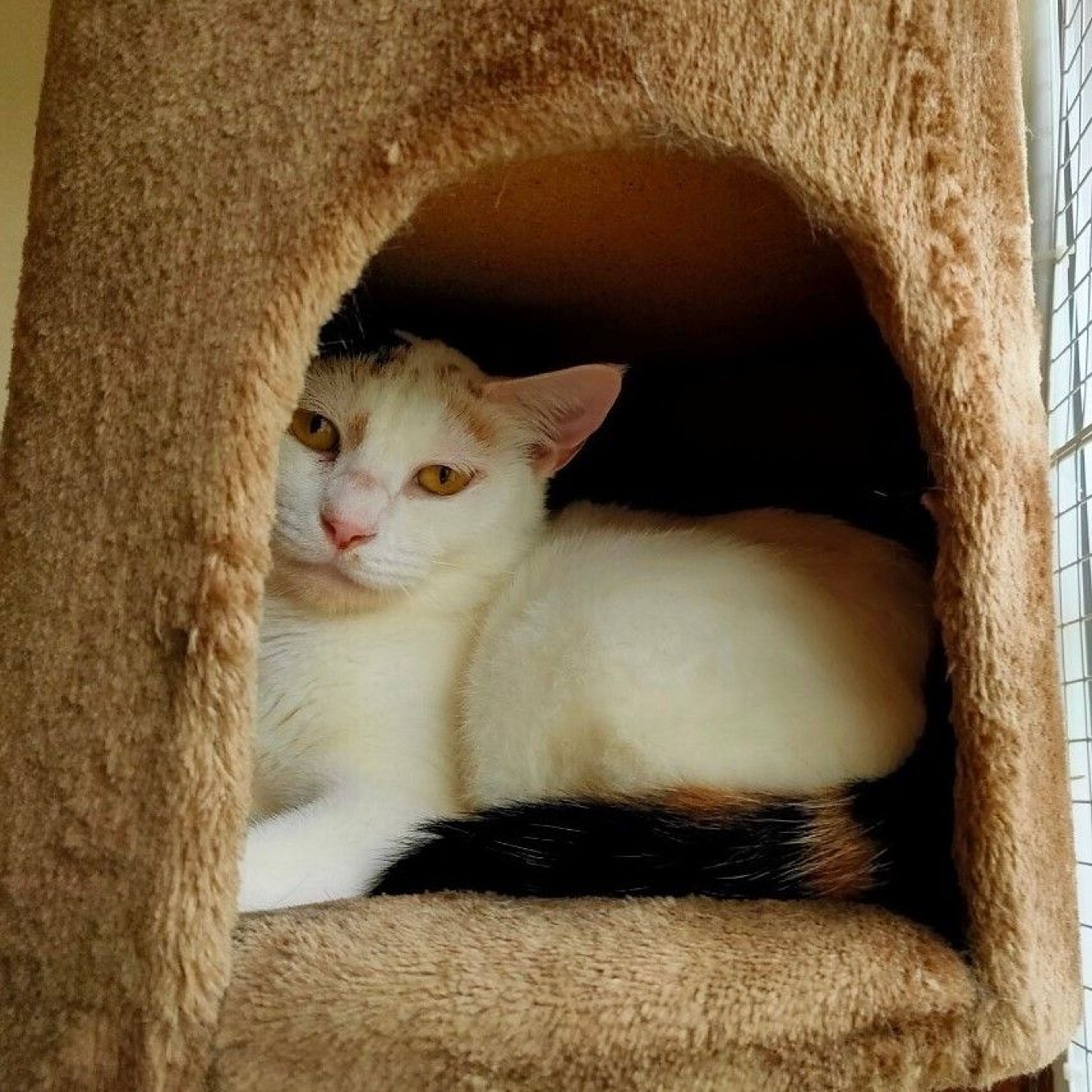 pet-image-6