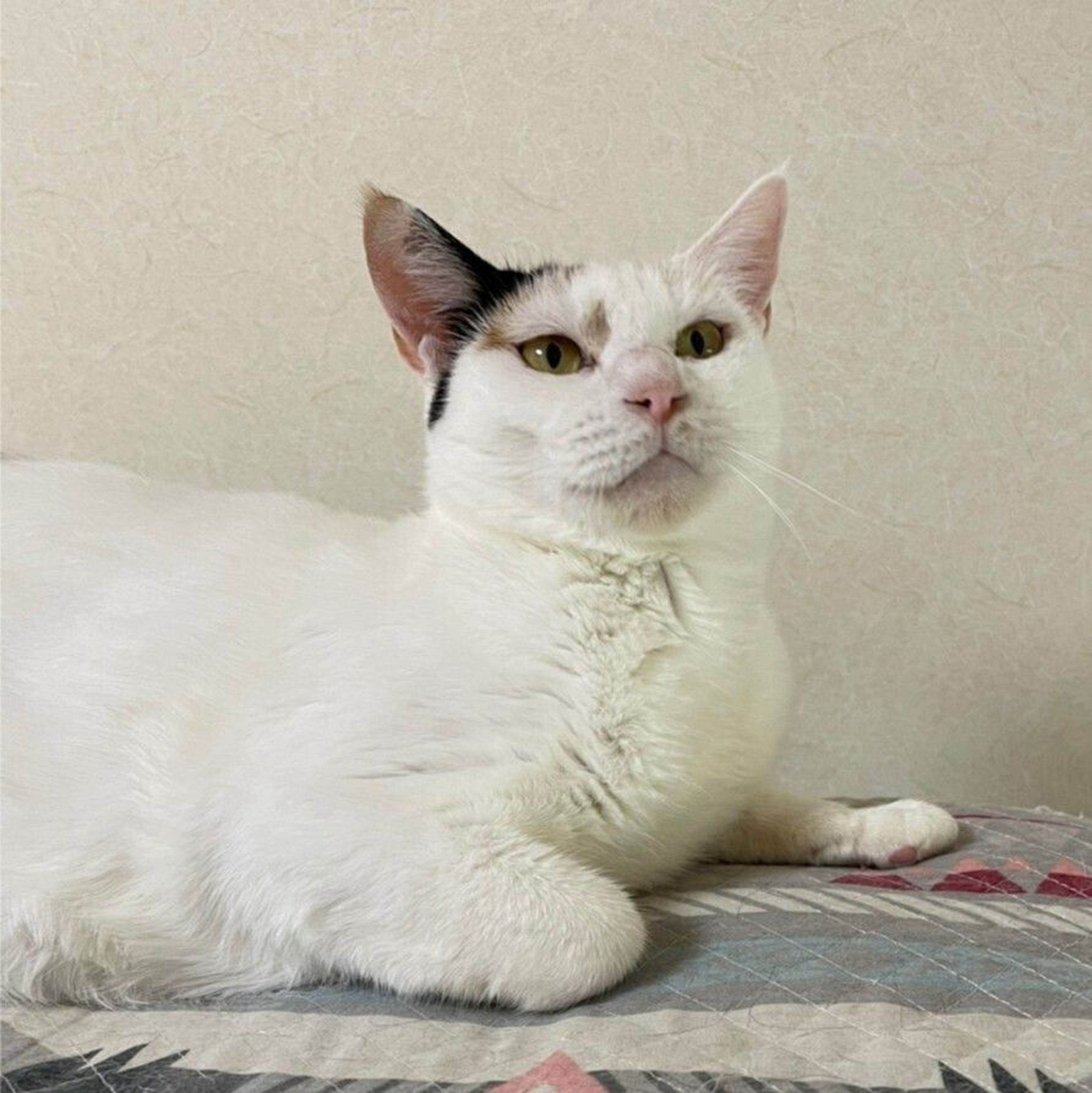 pet-image-7