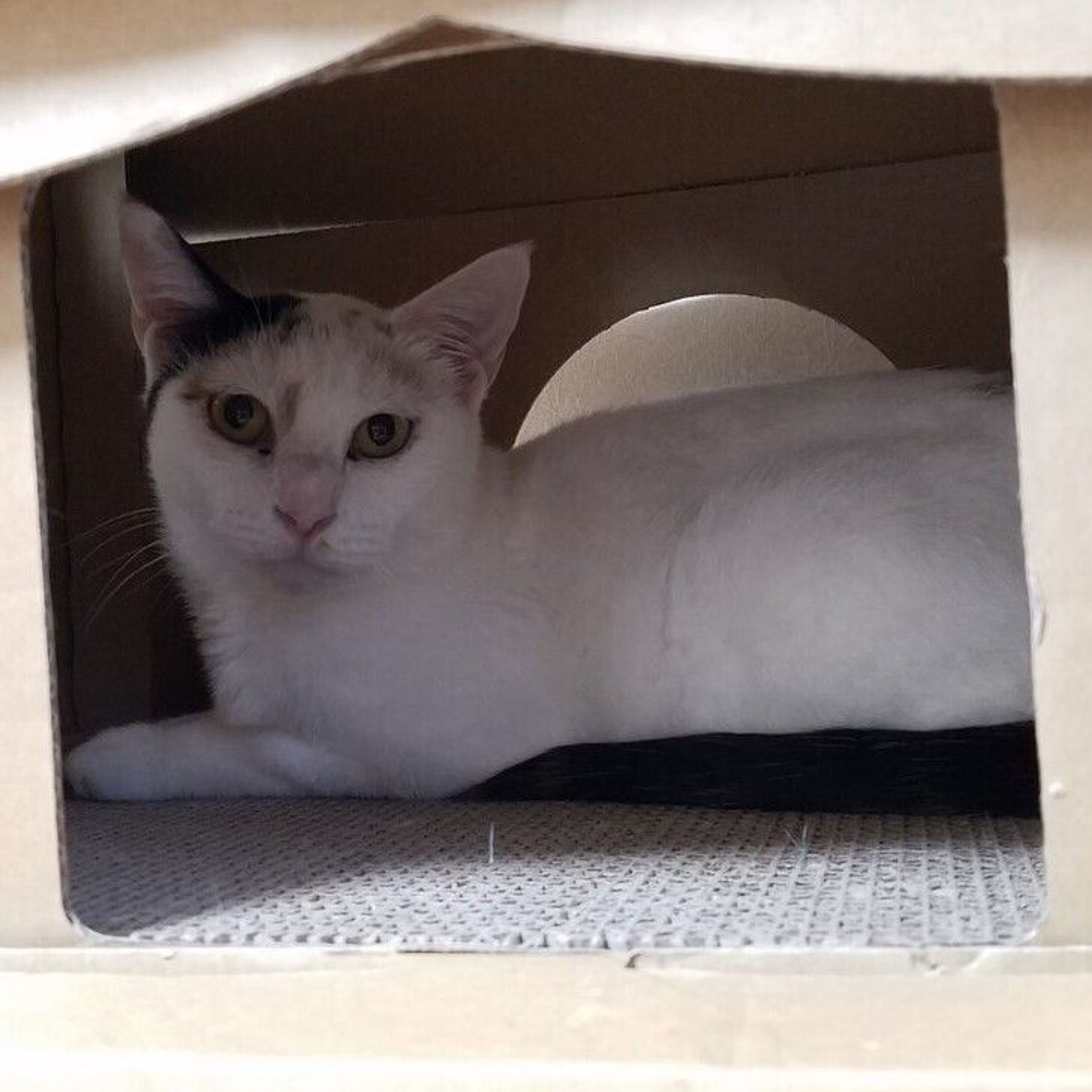 pet-image-8