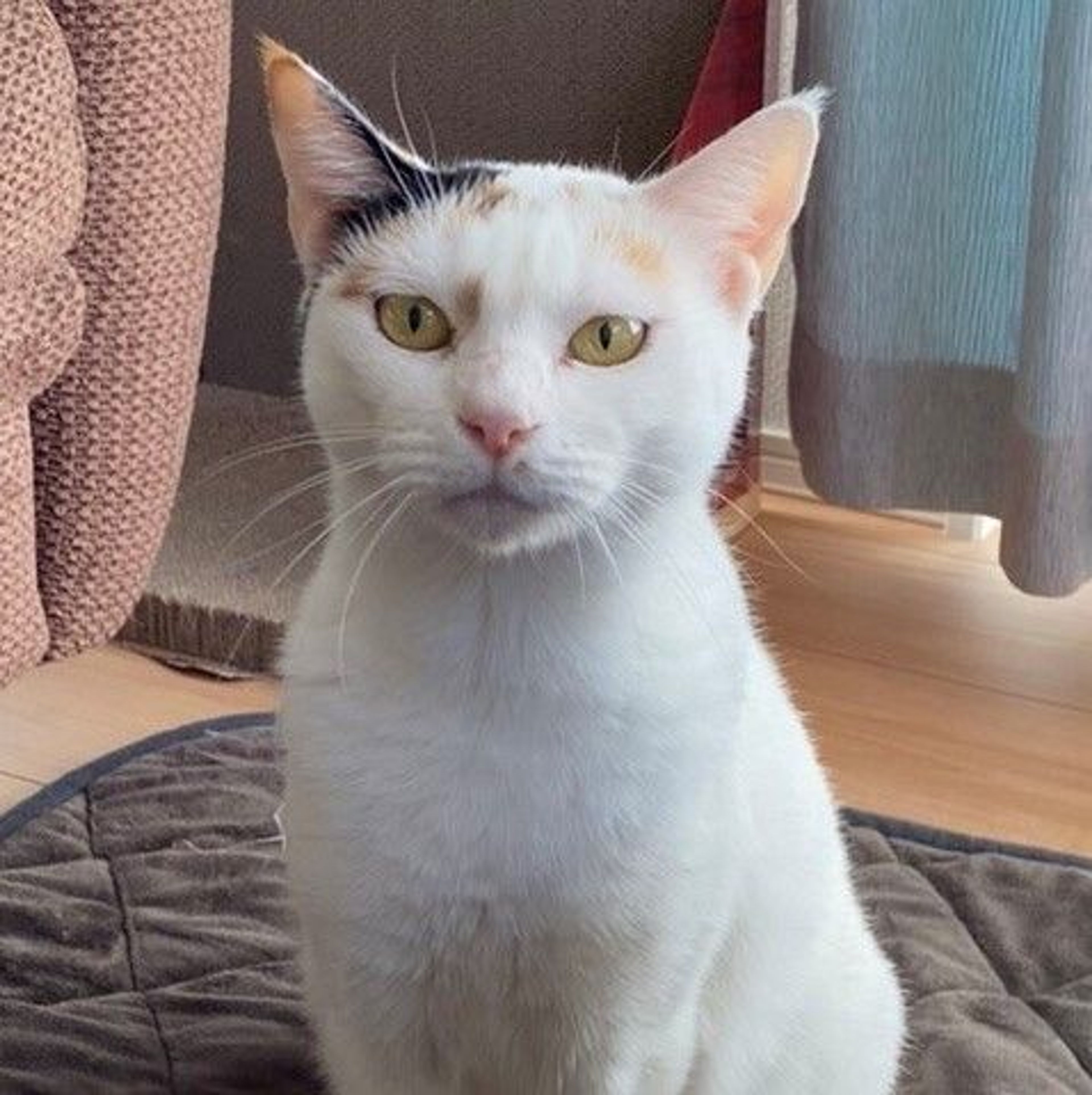 pet-image-9