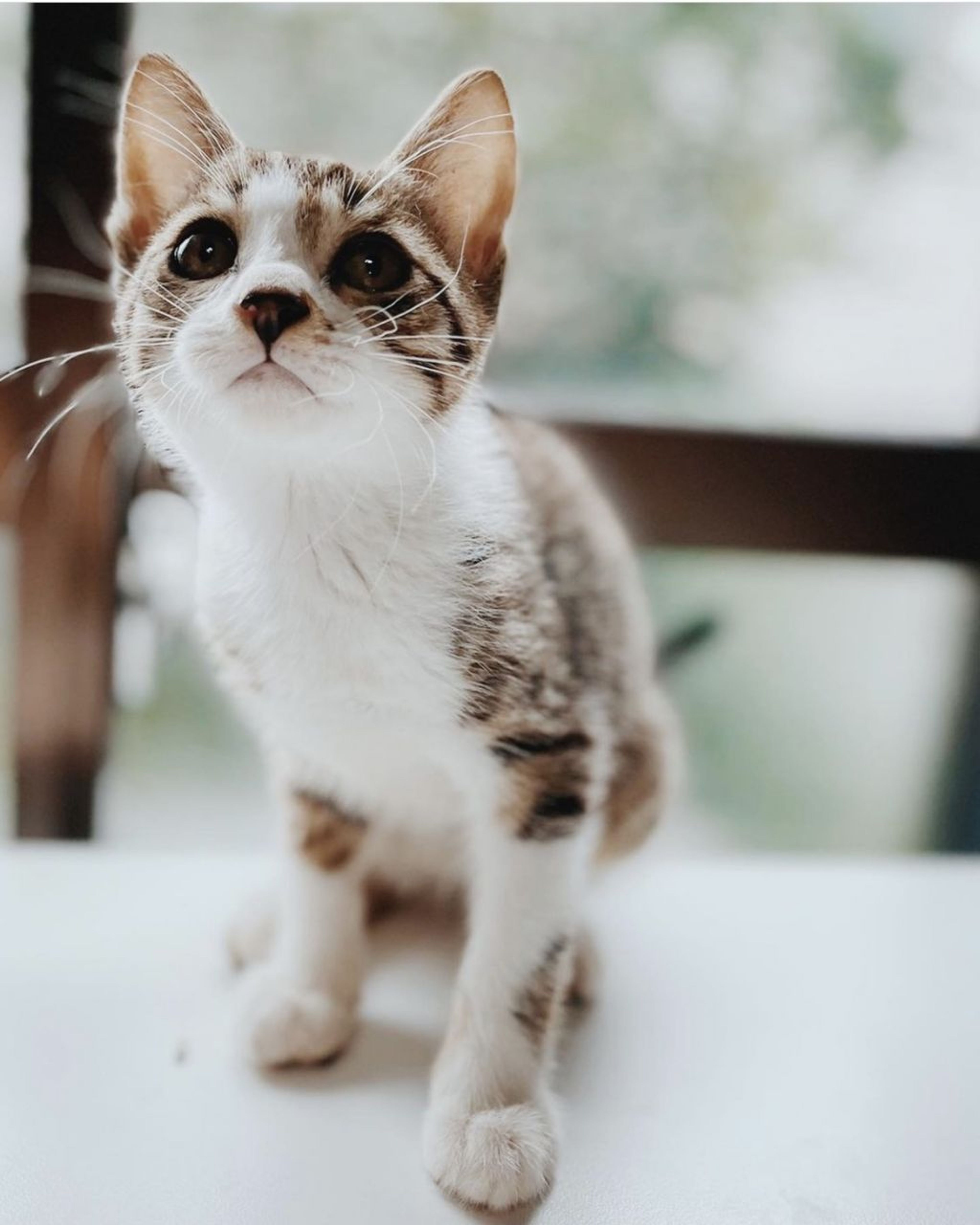 雑種（ミックス猫）・オスの里親募集の写真