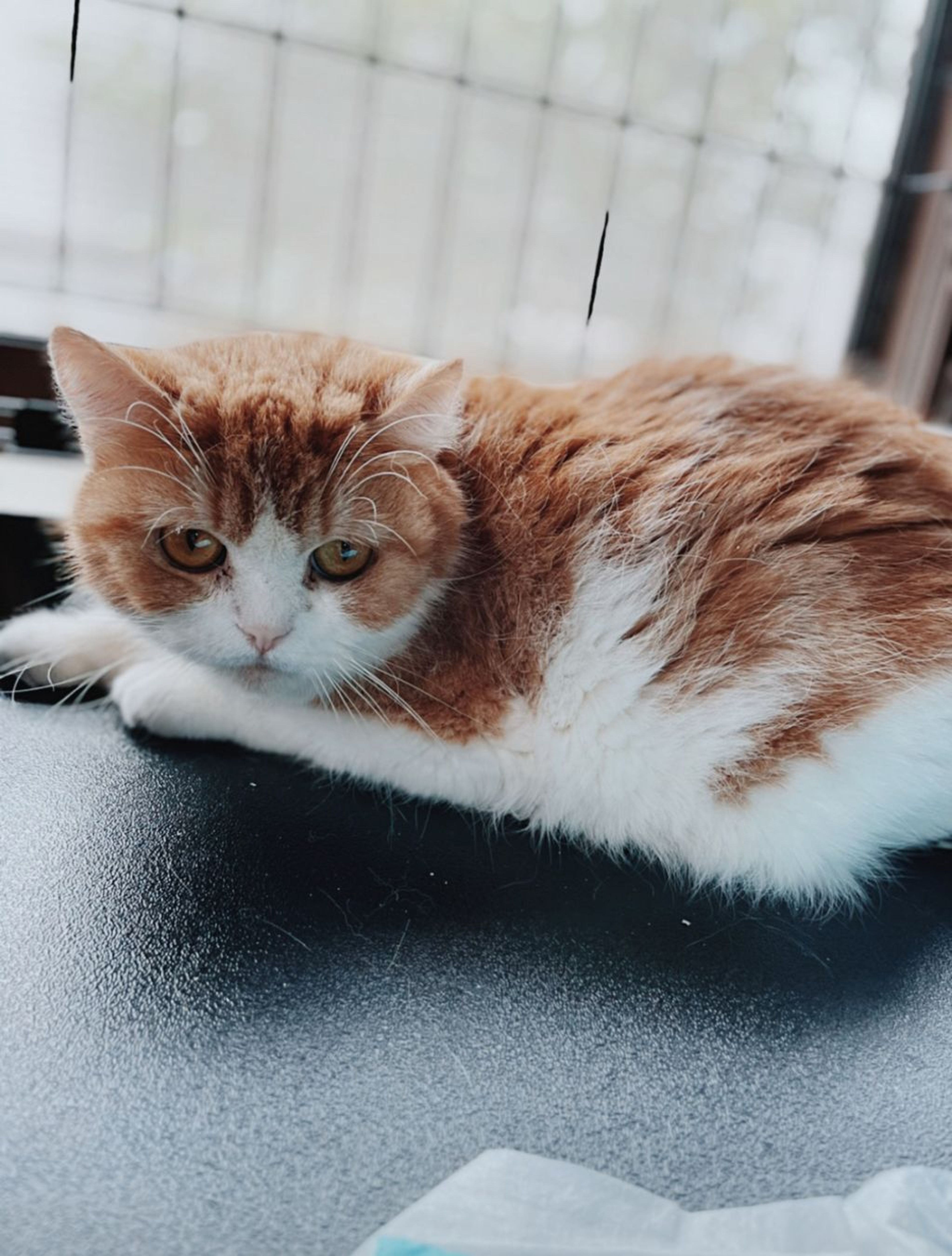 マンチカン・メスの里親募集の写真